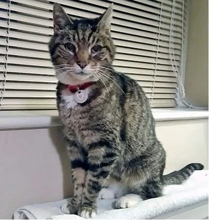 Hi, my name is Buddy and I am diabetic.  Did you know that November is National Pet Diabetes Month?  Diabetes mellitus is a common and treatable disease of both dogs and cats.  With diabetes, your pet&rsquo;s body doesn&rsquo;t use glucose normally b