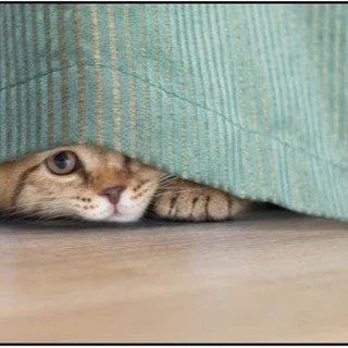 Did you know...that the holiday season can be stressful for our pets? They thrive on routine, so holiday travel, holiday parties, and guests can cause anxiety. They may show their stress by panting, pacing, shaking, whining/vocalizing, hiding, destru