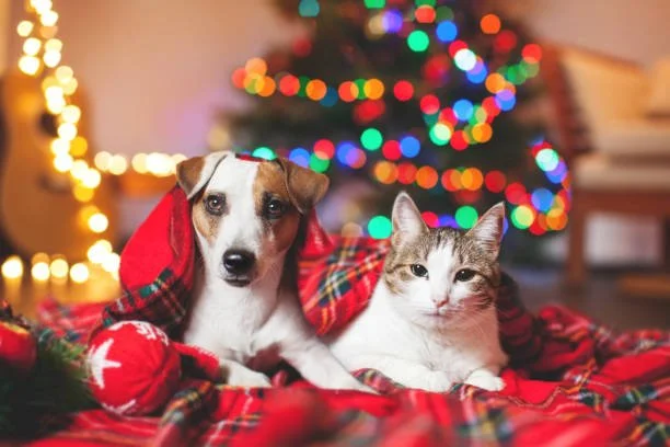 Blair Doon Veterinary Hospital 2025 Newsletter