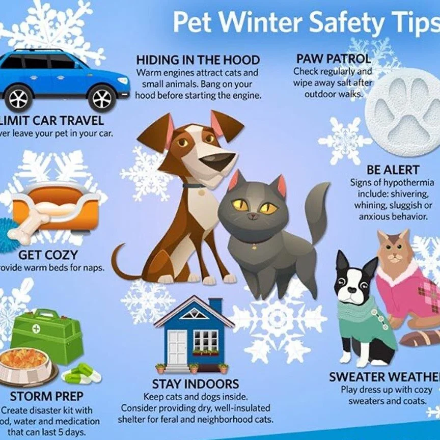 Did you know out pets can suffer from frostbite and hypothermia too?
