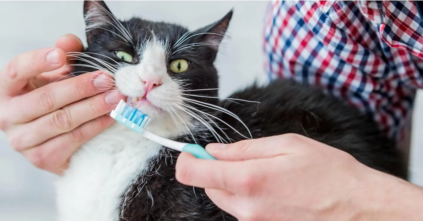 February Is Dental Health Awareness Month! 

Did you know your pet&rsquo;s mouth matters every single day &mdash; not just during February? A healthy mouth isn&rsquo;t just about fresh breath &mdash; it&rsquo;s about overall wellness for your furry f