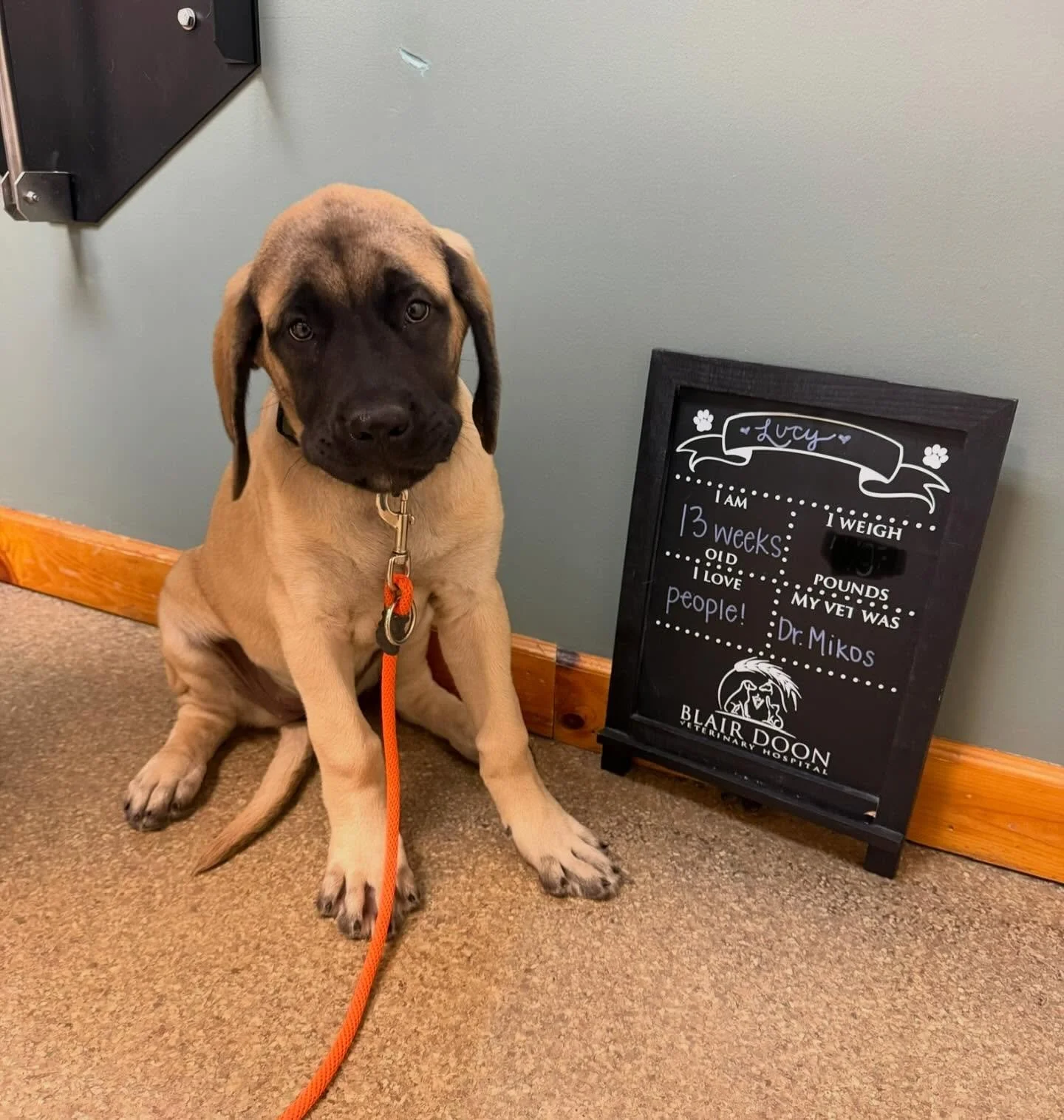 🐾 Guess the Weight! 🐾

This adorable 13-week-old Mastiff stopped by today for a wellness visit, and let&rsquo;s just say&hellip; this gentle giant is already making BIG impressions! 

Think you can guess how much this growing pup weighs?
Drop your 