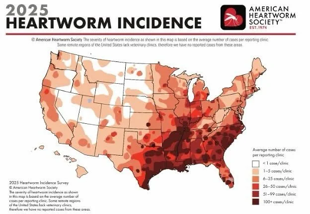 Did you know that in 2025, local veterinary clinics reported 6 to 25 cases of heartworm disease per clinic?  Considering there are about 70 clinics in the Wichita area, that is 420 to 1,750 total cases! 

&mdash;Heartworm disease is one of the most c