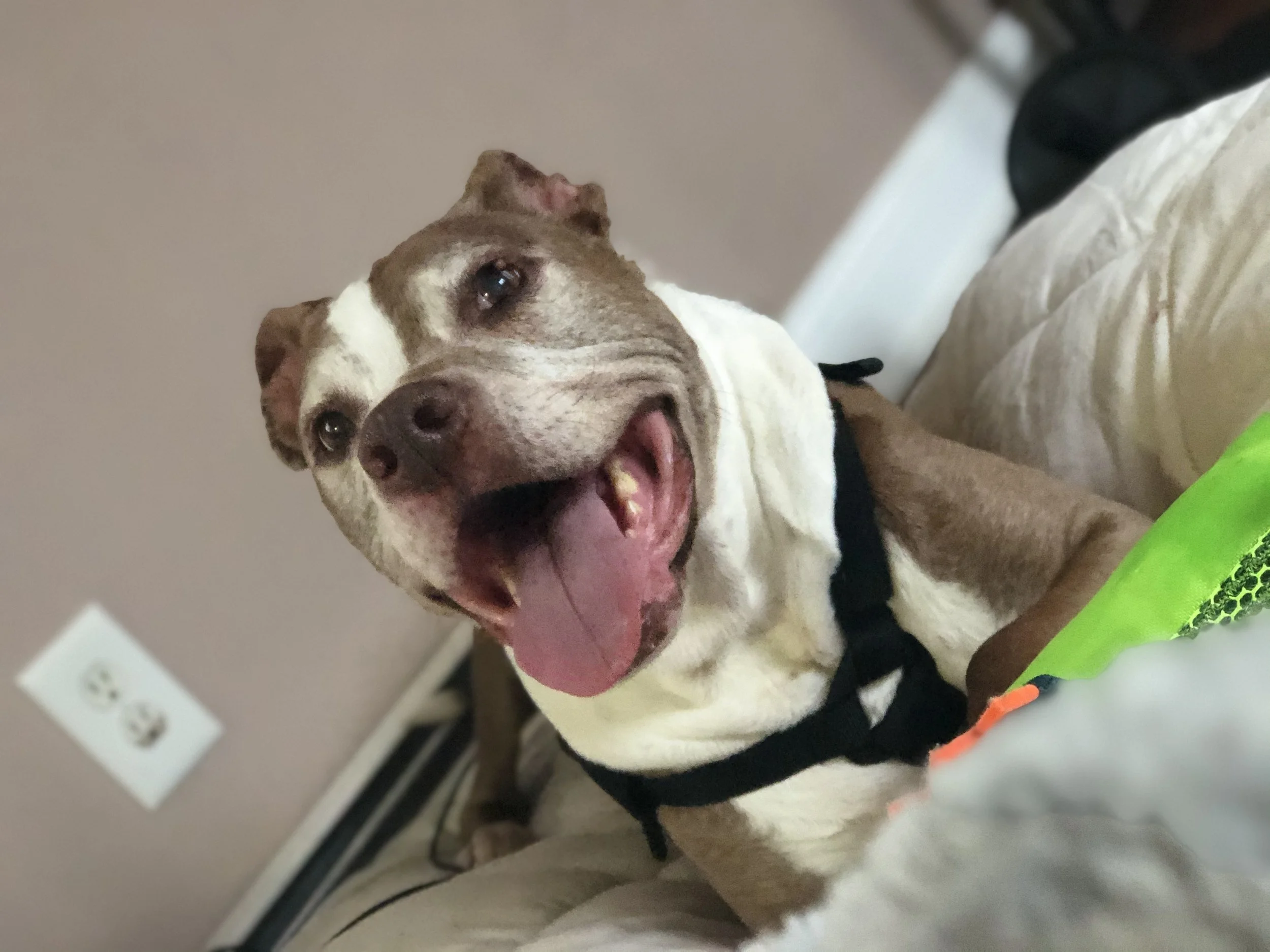 - SEO Title: Holistic Dog Nutritionist 1:1 Virtual Consults Dolce’s Legacy 1:1 holistic dog nutrition consults via telehealth. Personalized care plans, food therapy, and herbal support for hospice/palliative cancer dogs & healthy pets.