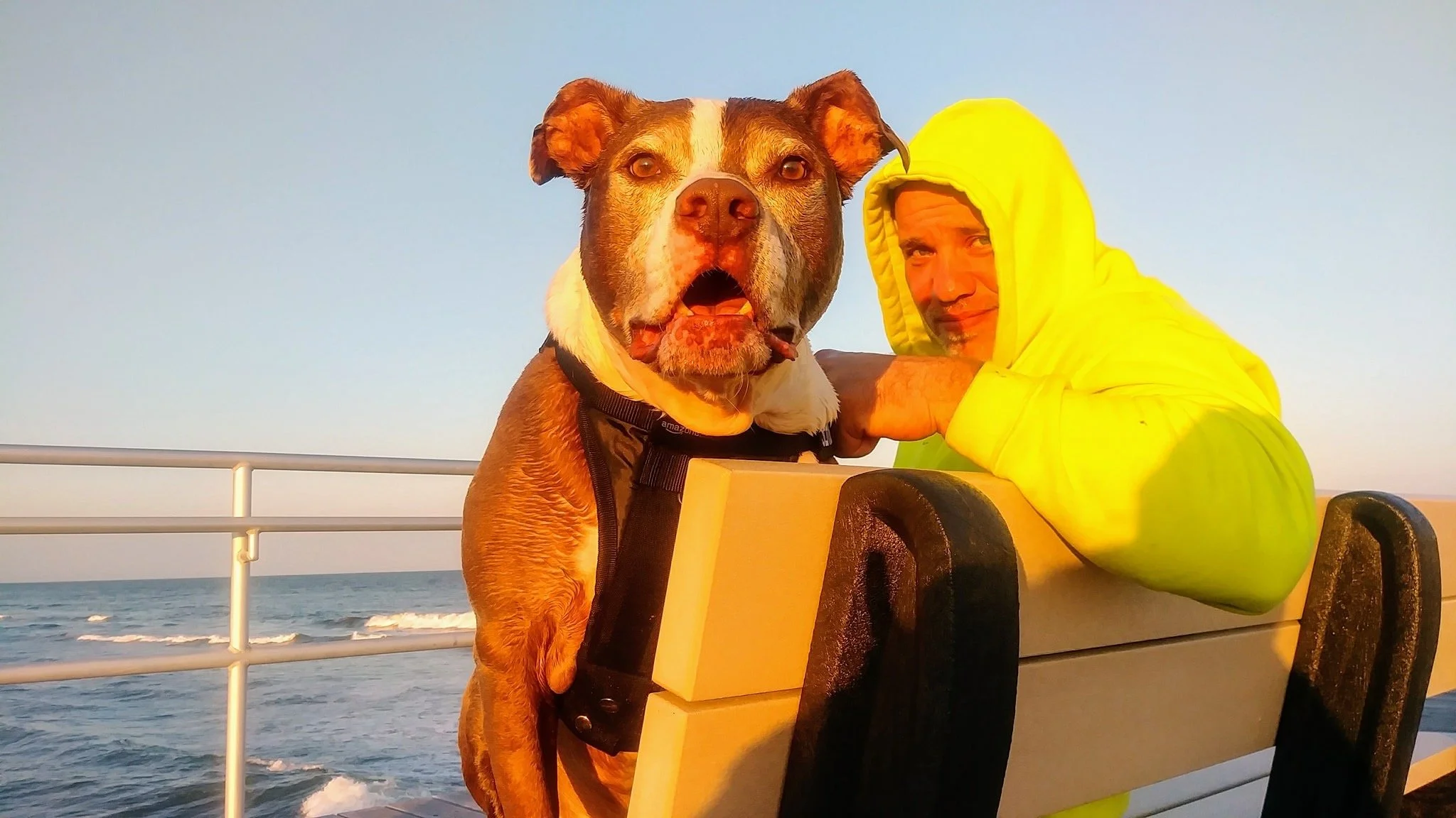 - SEO Title: Holistic Dog Nutritionist 1:1 Virtual Consults Dolce’s Legacy 1:1 holistic dog nutrition consults via telehealth. Personalized care plans, food therapy, and herbal support for hospice/palliative cancer dogs & healthy pets.