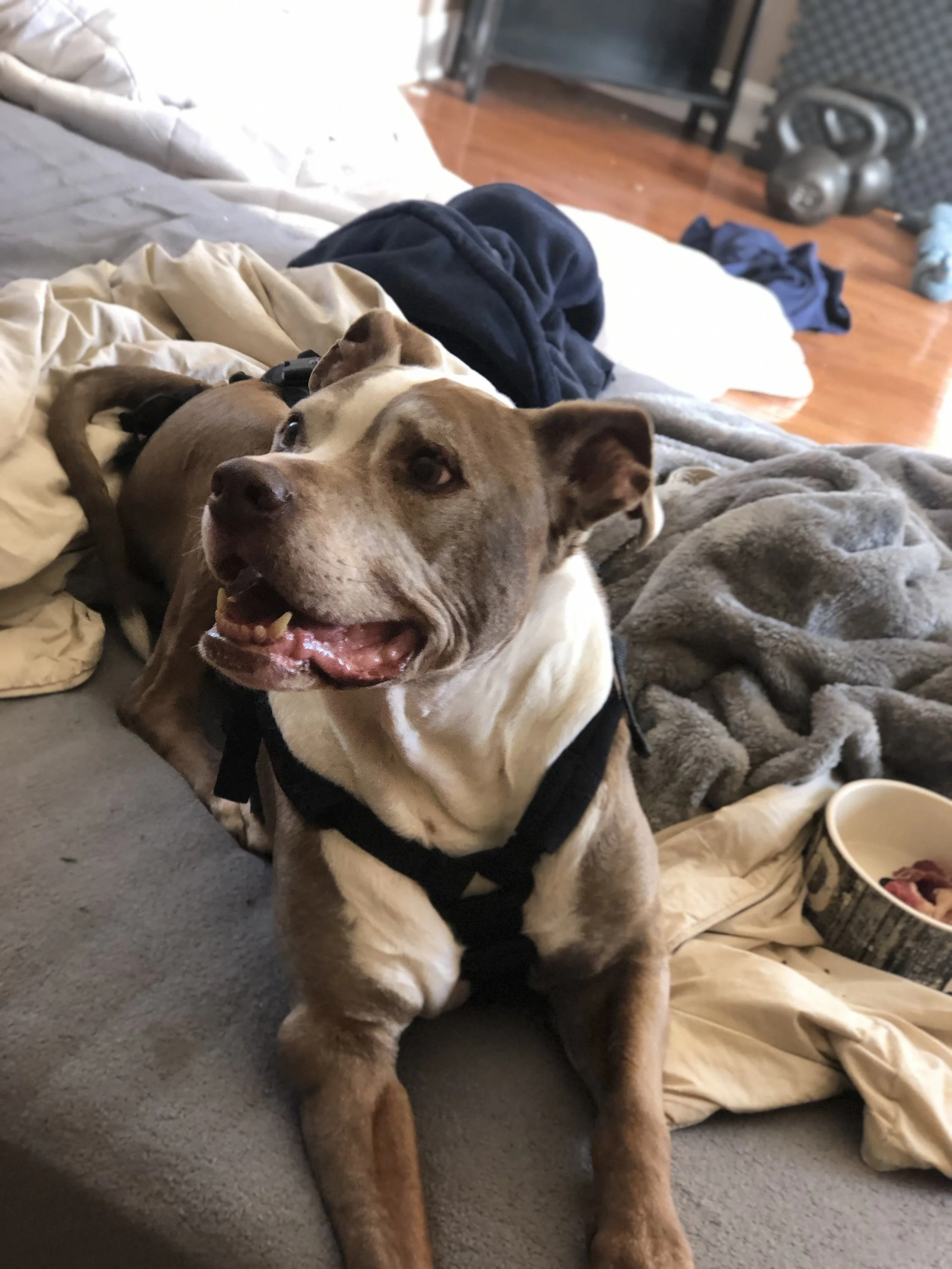 - SEO Title: Holistic Dog Nutritionist 1:1 Virtual Consults Dolce’s Legacy 1:1 holistic dog nutrition consults via telehealth. Personalized care plans, food therapy, and herbal support for hospice/palliative cancer dogs & healthy pets.