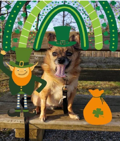 Bobo Gazette February 2025 Issues