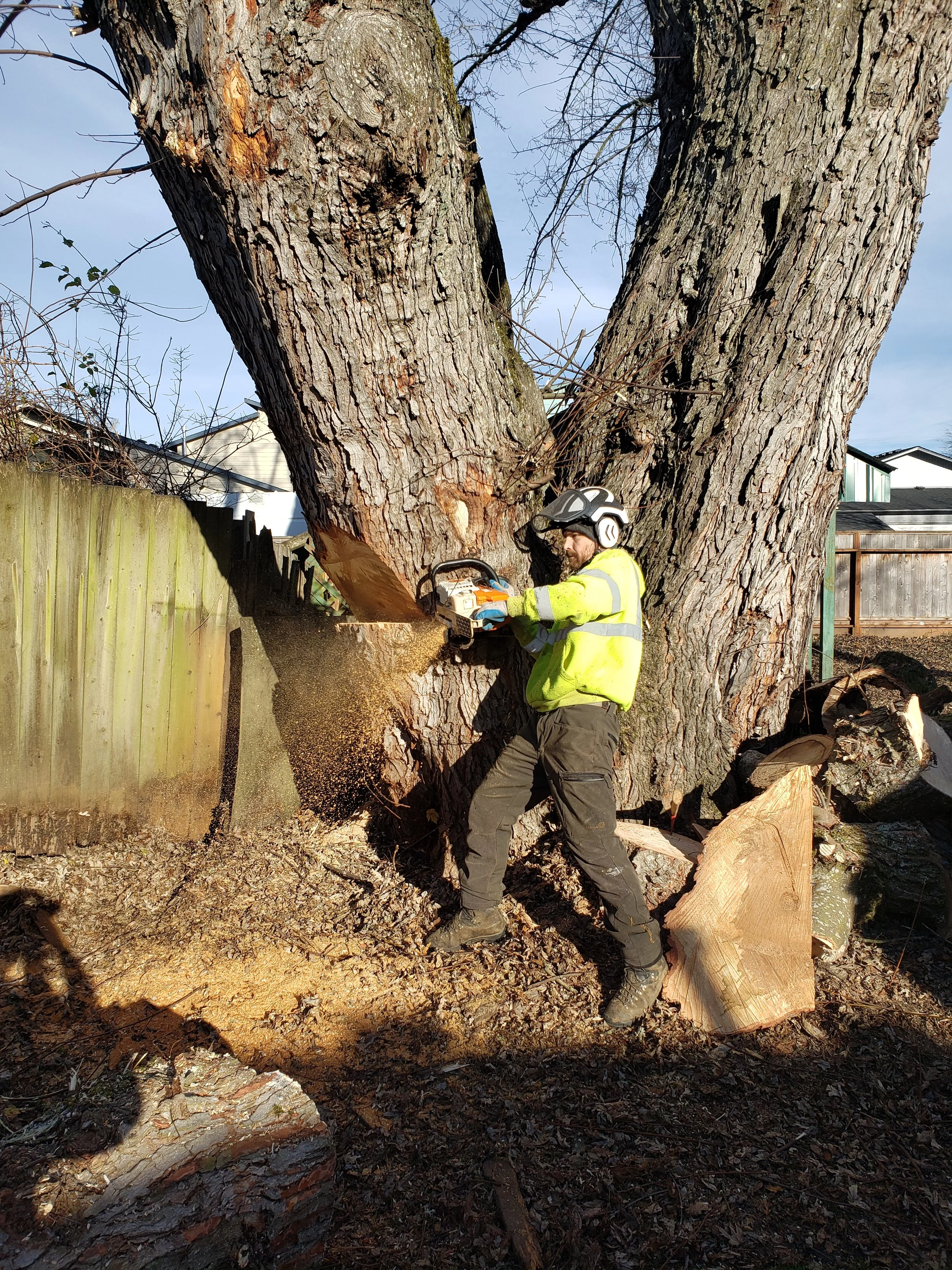 A man wearing safety gear, including a helmet and ear protection, is cutting down a large tree with a chainsaw in a backyard, creating wood chips and debris.