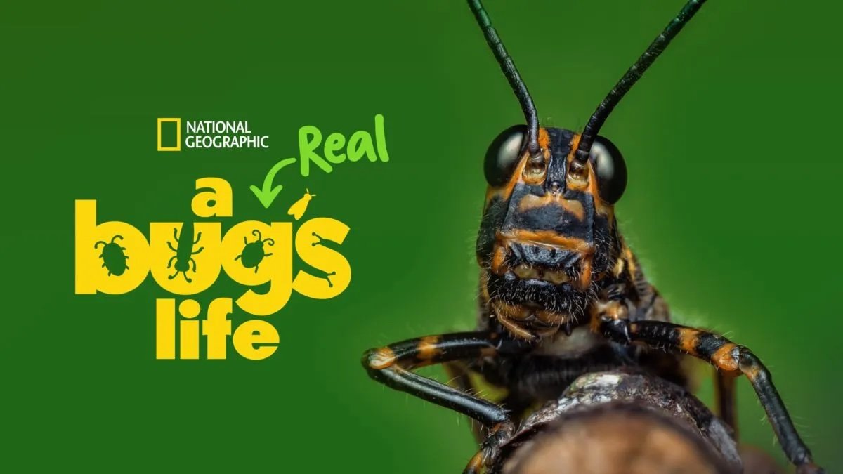 A Real Bug's Life Horizontal.jpeg