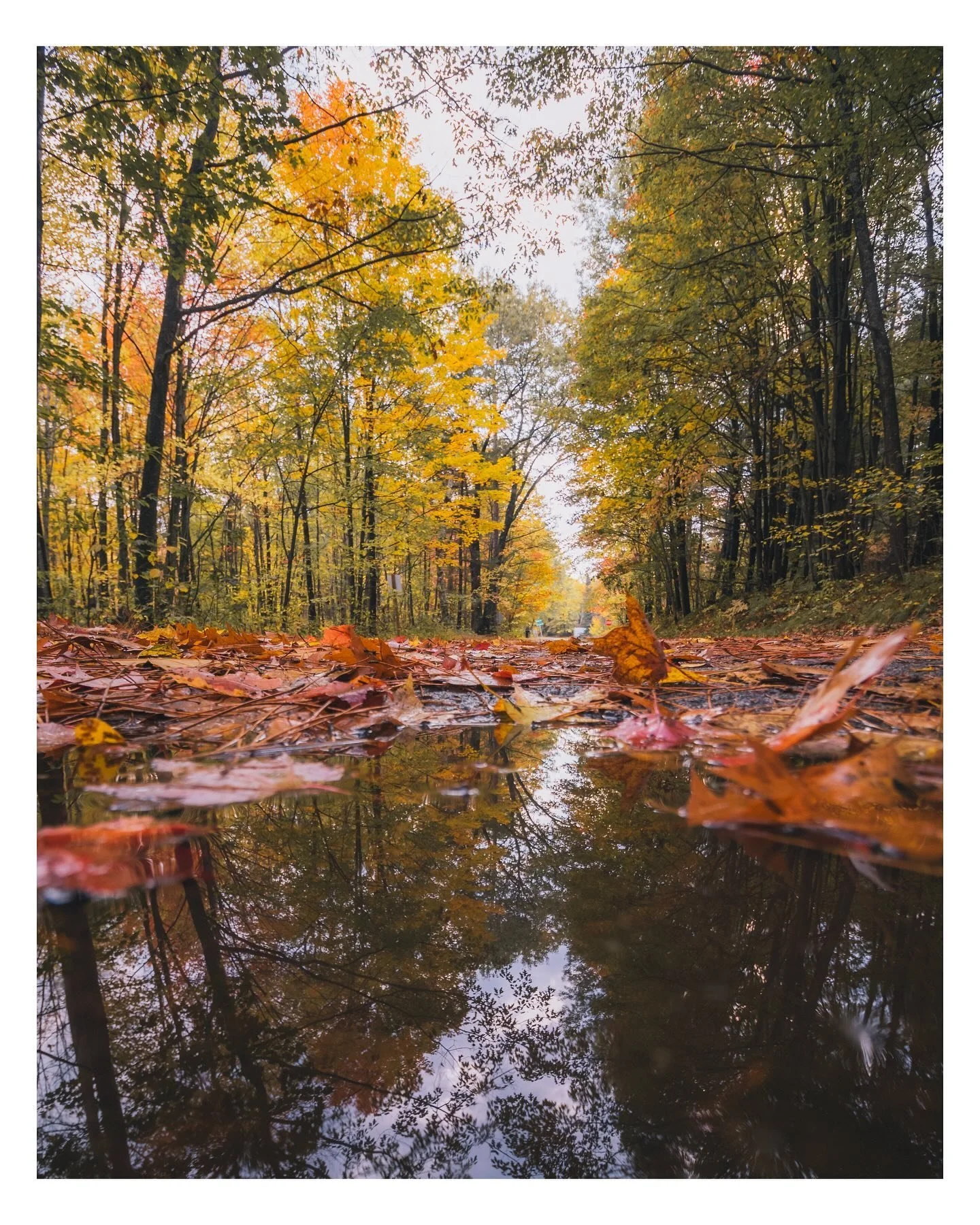 Days of yellow, orange &amp; red 🍁