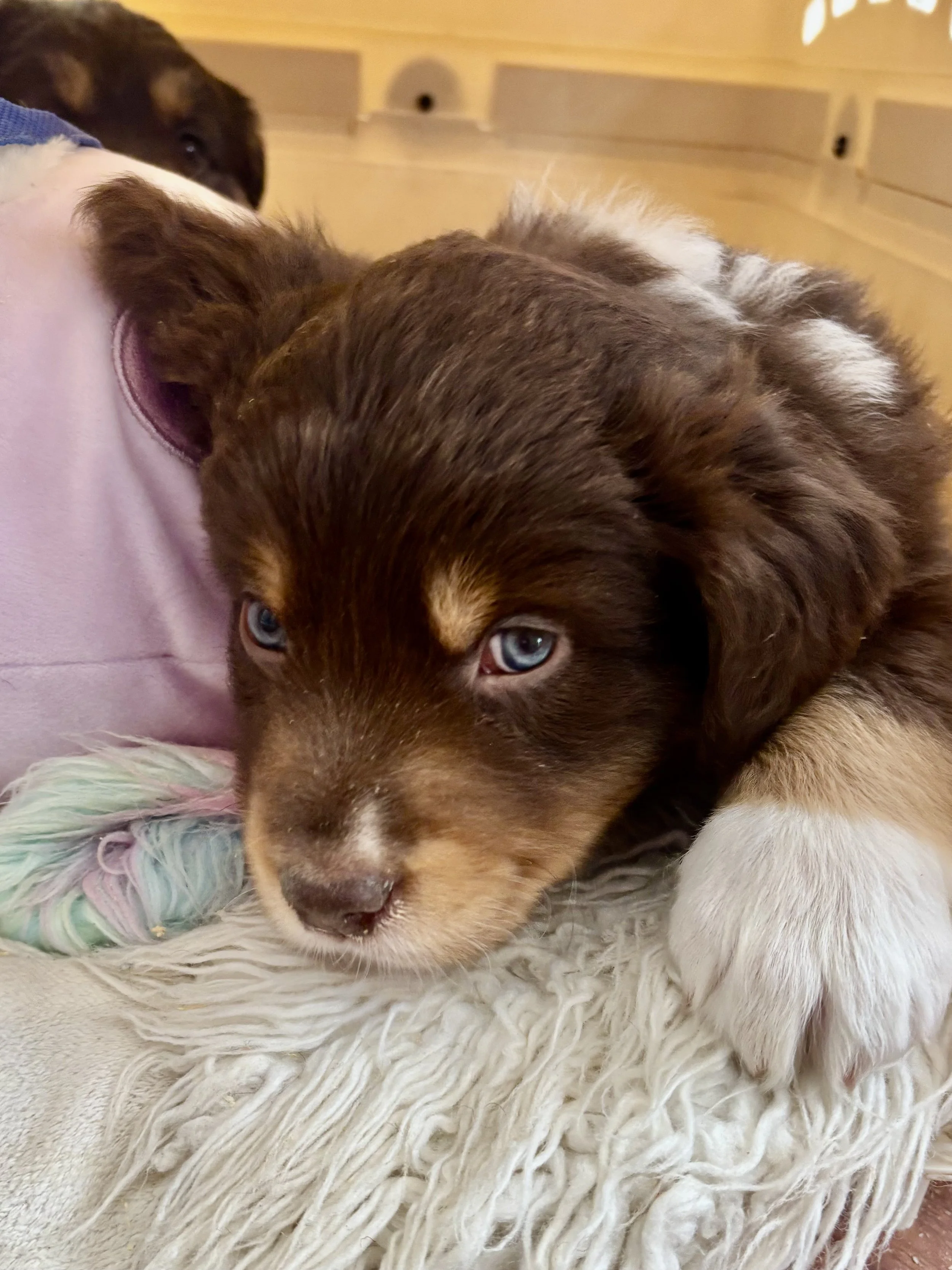Blue -eyed Red Tri Australian Shepherd