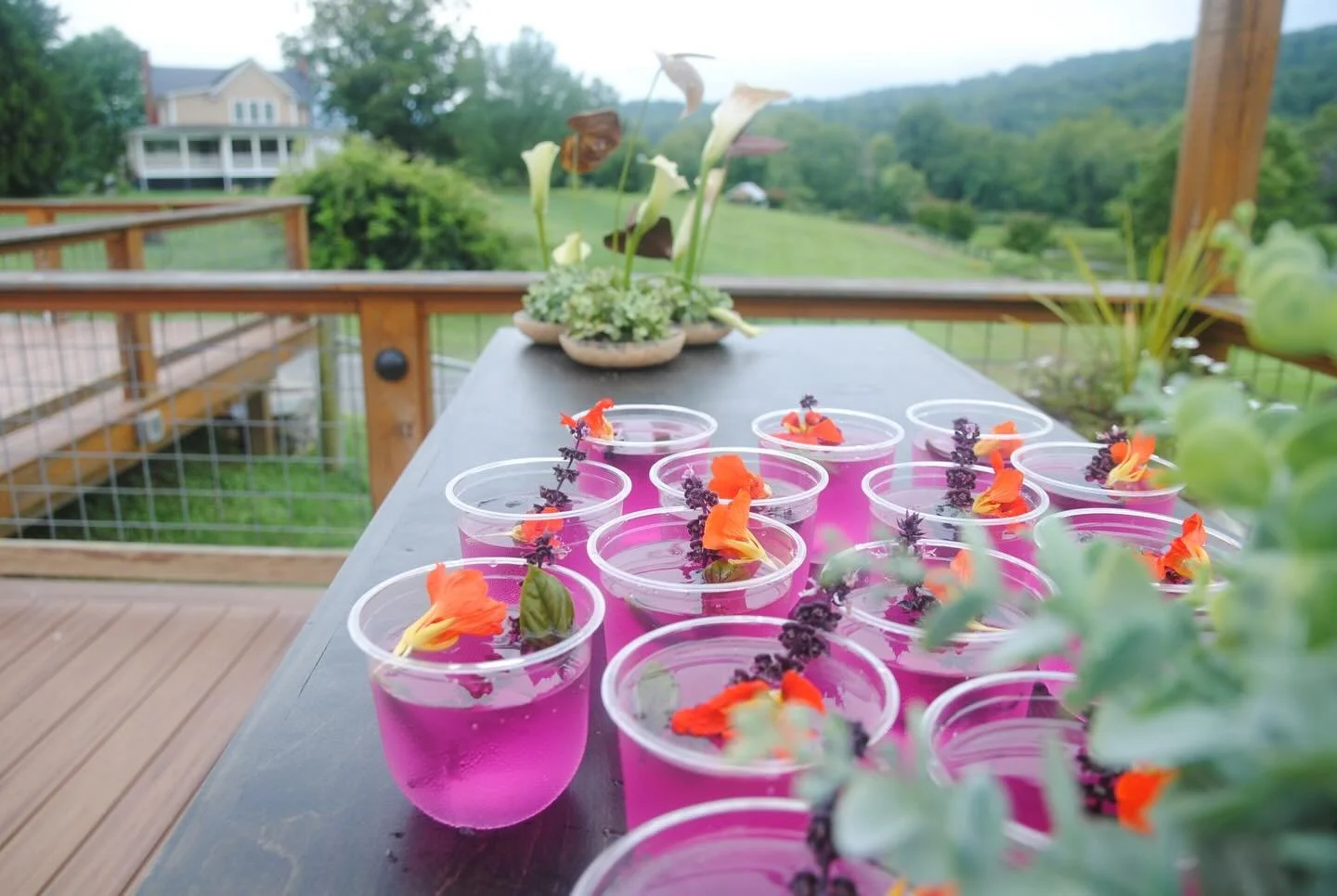 Amaranth and Thai Basil Tea with ingredients straight from @cedarmerefarm ⛰
Your celebration deserves drinks just and beautiful as the moment 🧚&zwj;♀️

#craftcocktails #drinklocal #virginiaevents #charlottesvillewedding #botanicalcocktail
