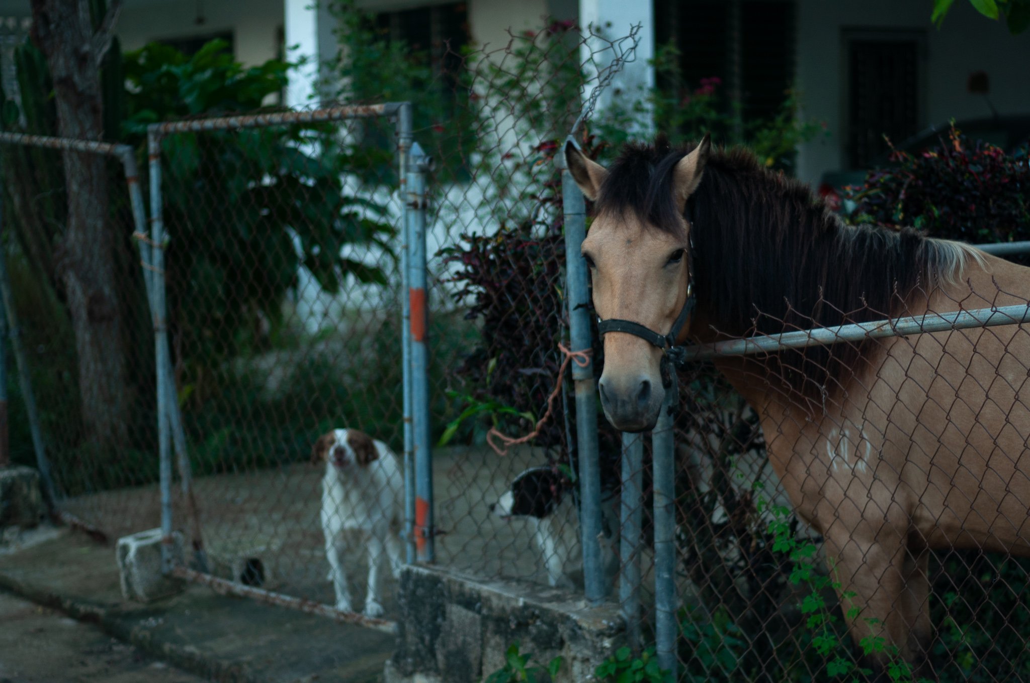 horse in front yard with dogs