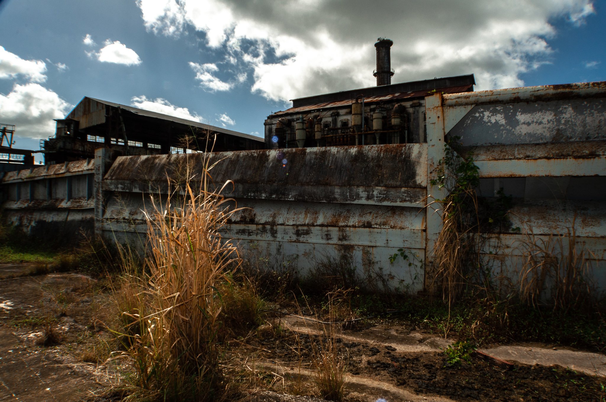 sugar plant