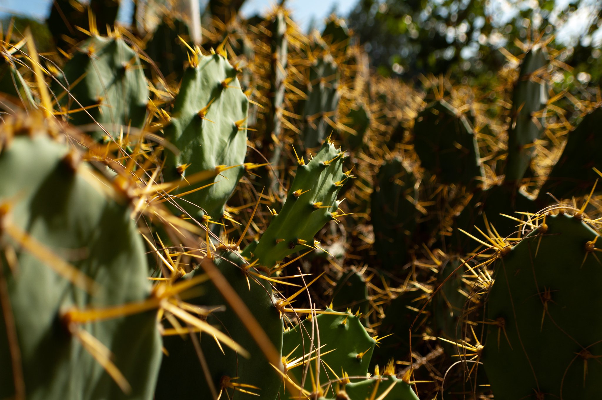 I was amazed to see these in Puerto Rico after Living in Arizona. Aguada.