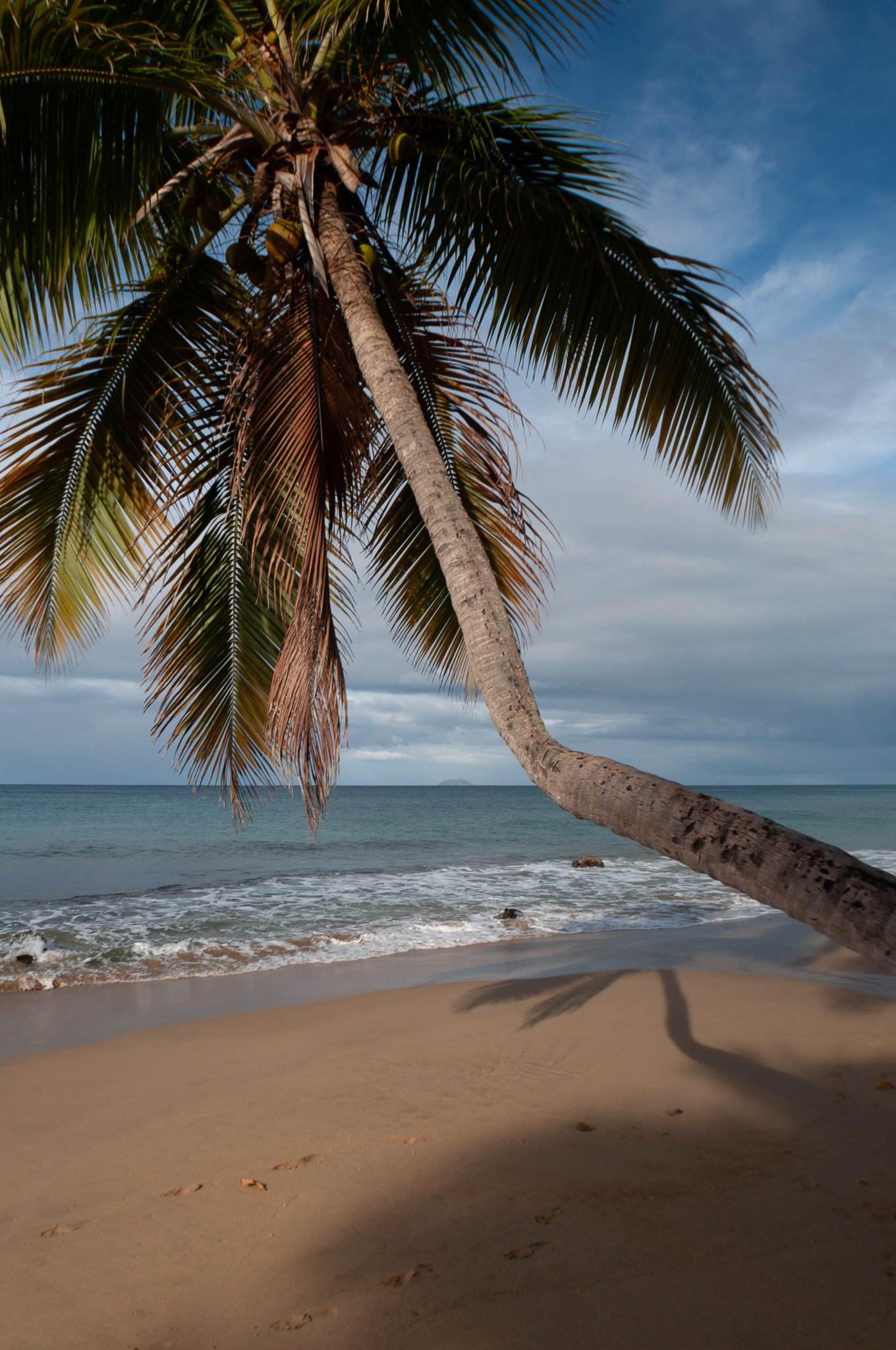 bent palm in Rincon, Purto Rico