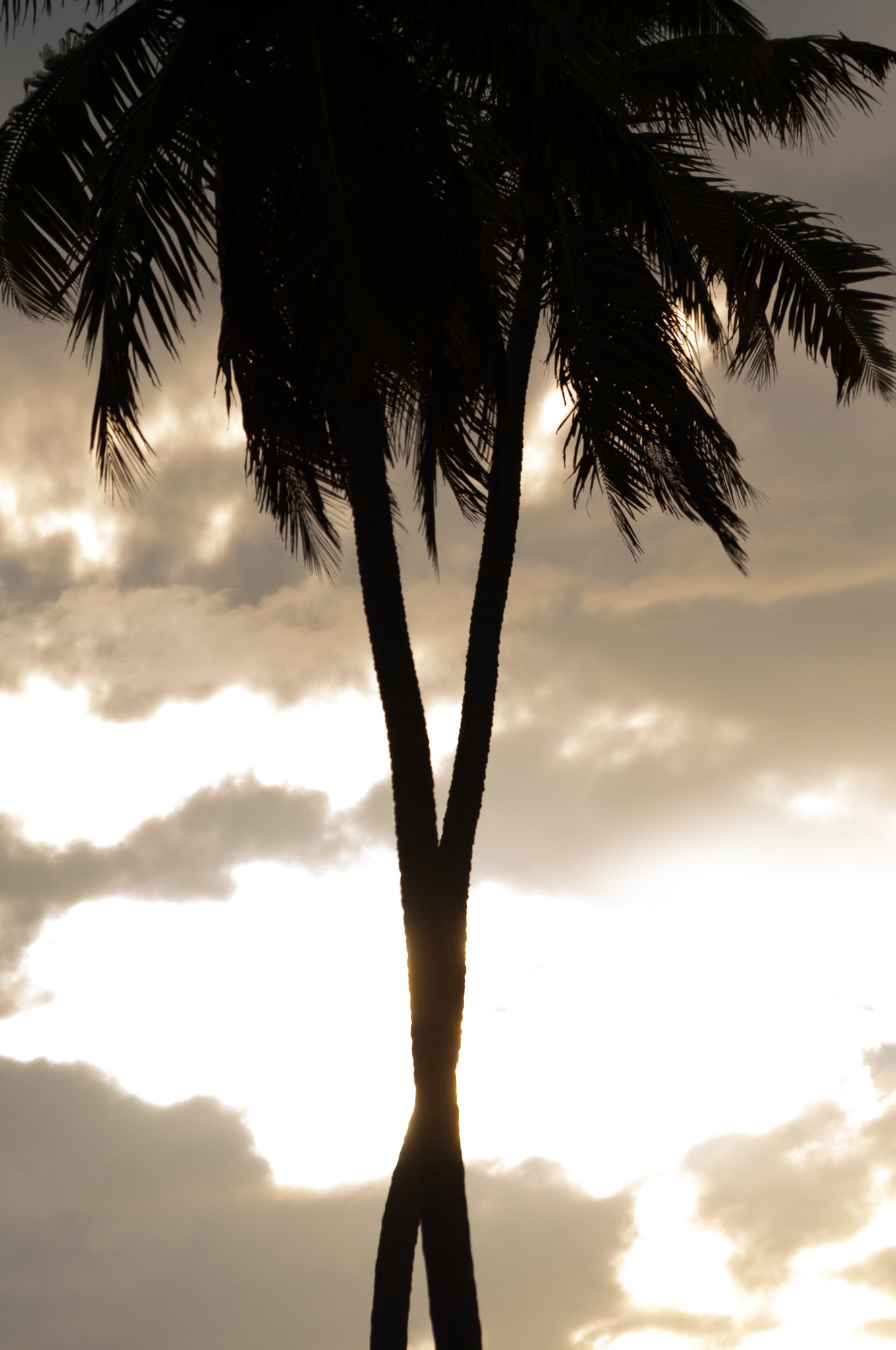 Criss Cross Palms in Rincon, Puerto Rico