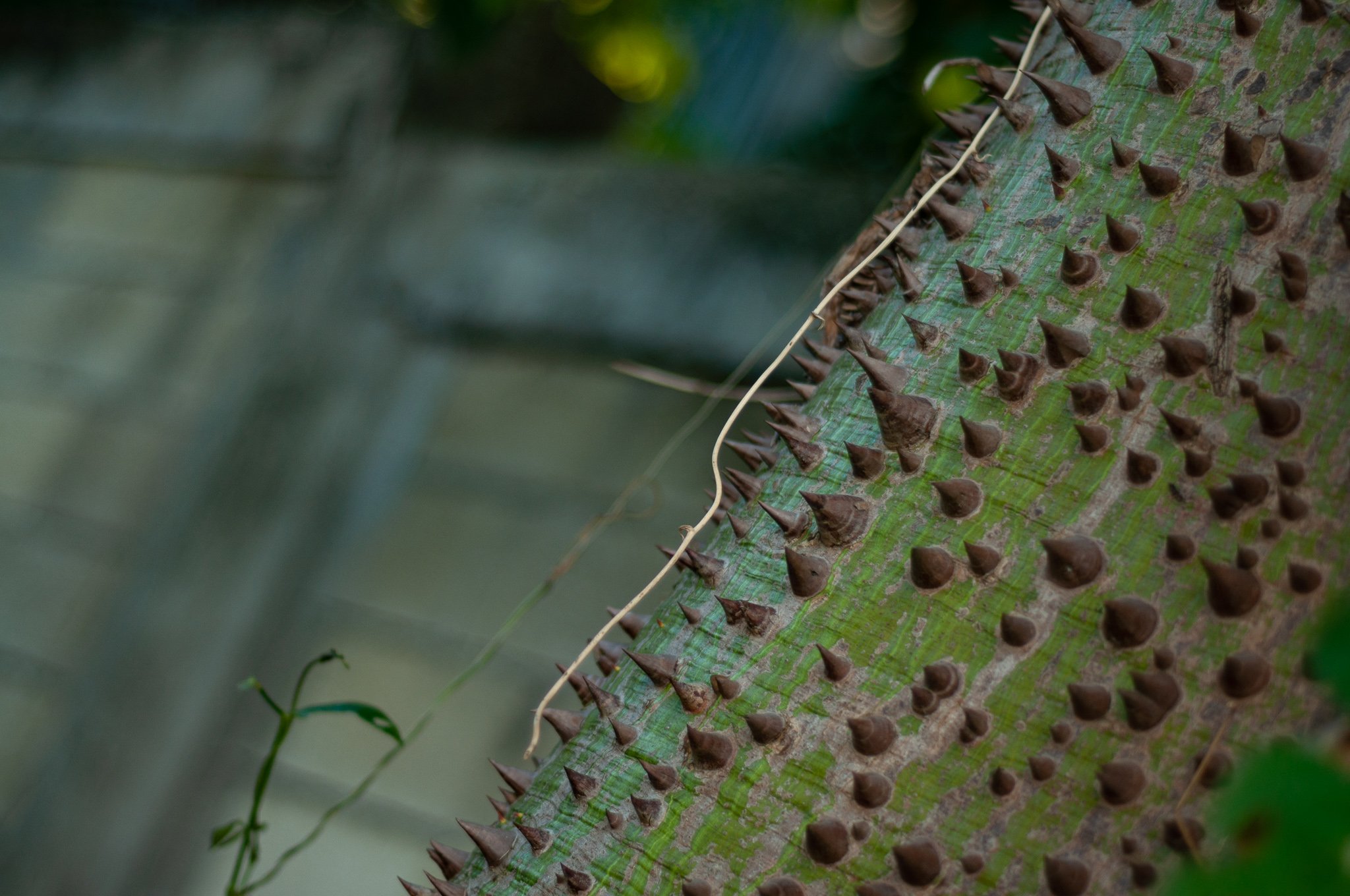 spike tree in Puerto Rico