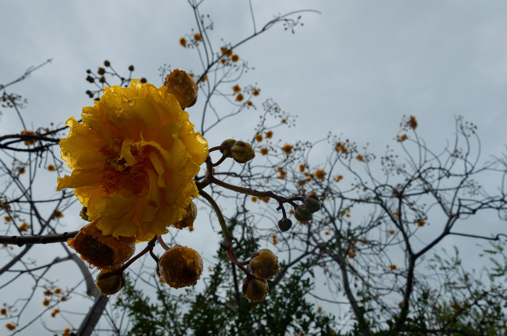 Rained on flower
