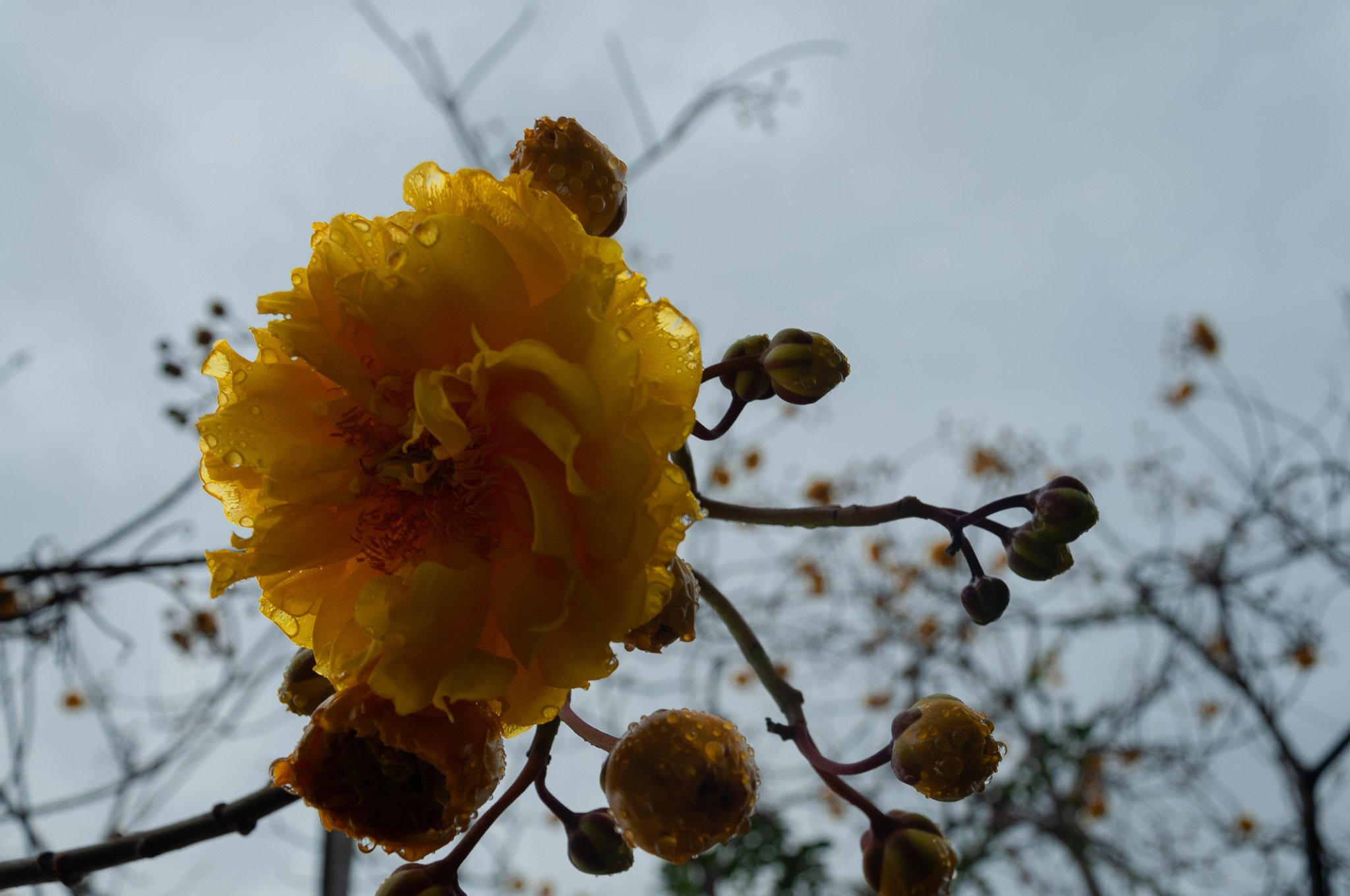 rained on flower 2