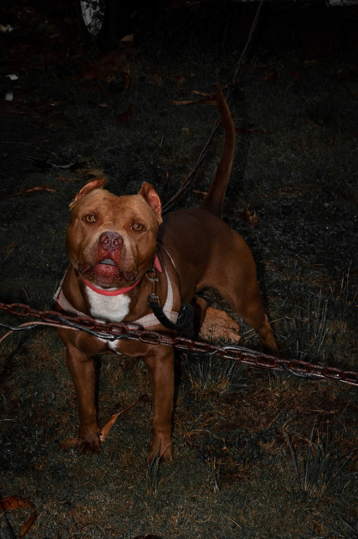 Scariest dog in Purto Rico