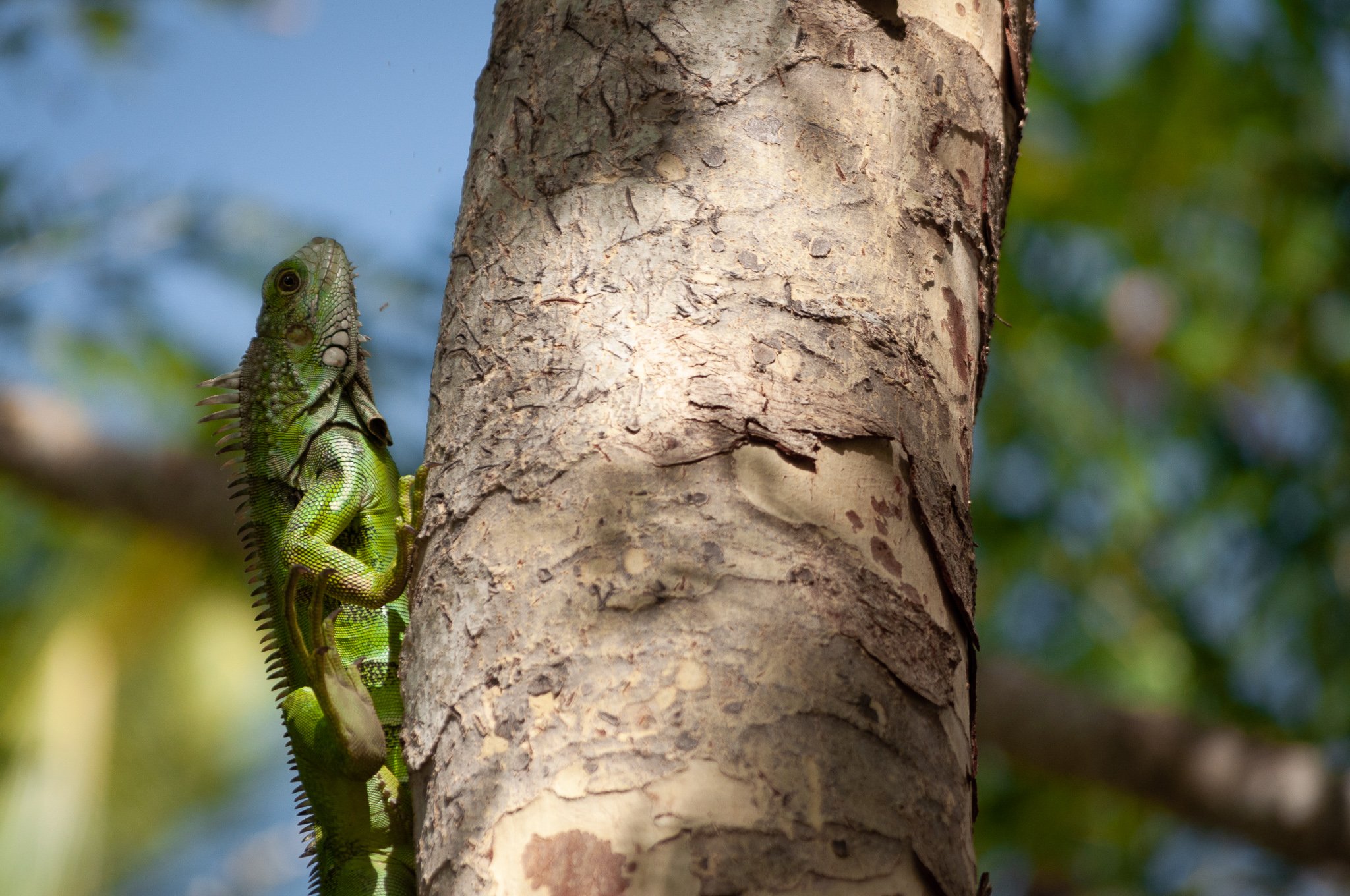 See ya Lizard