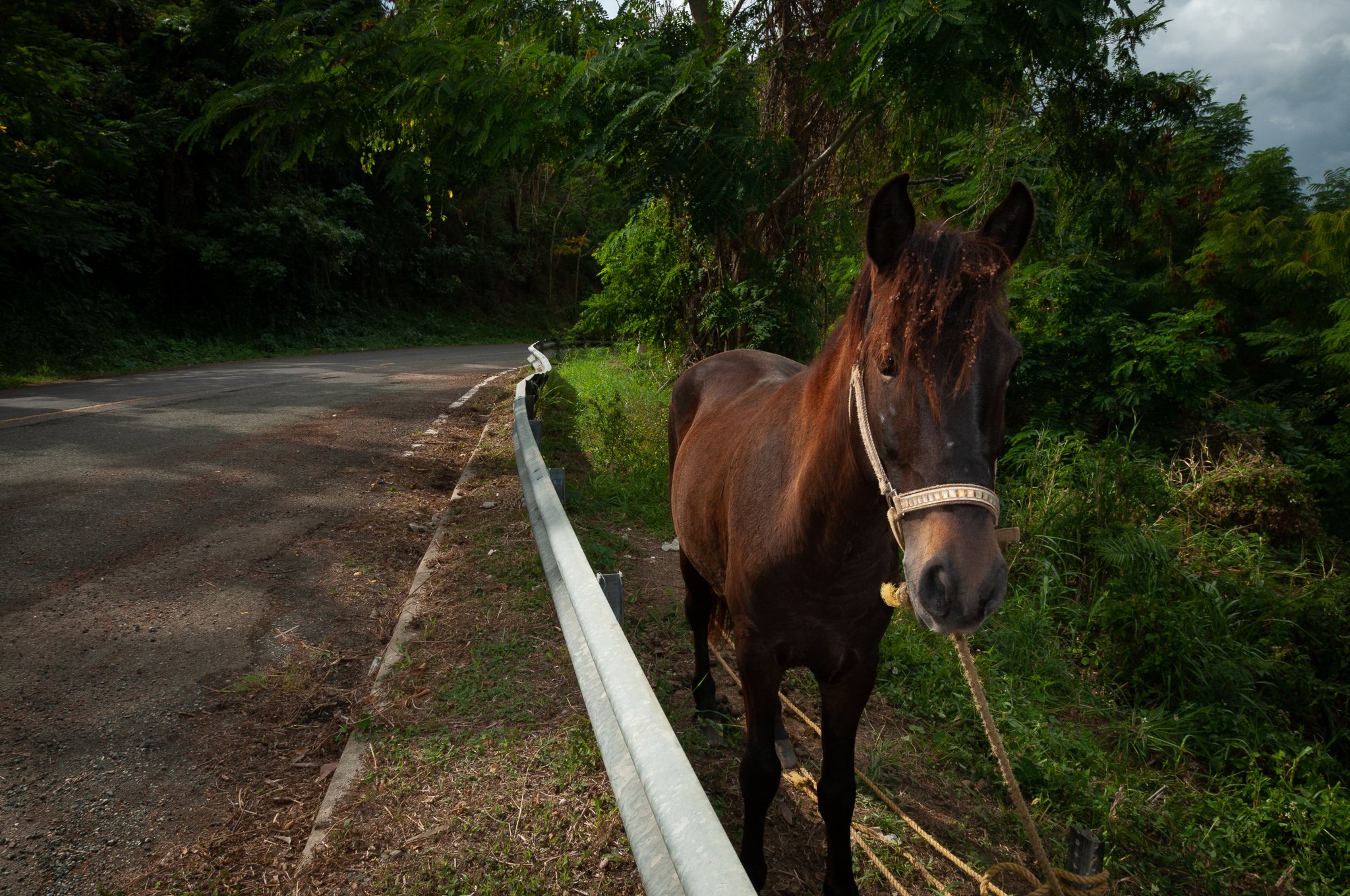 Hello horse