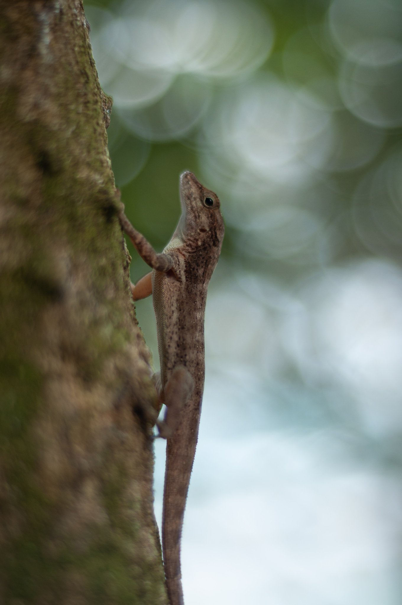 Lizards everywhere