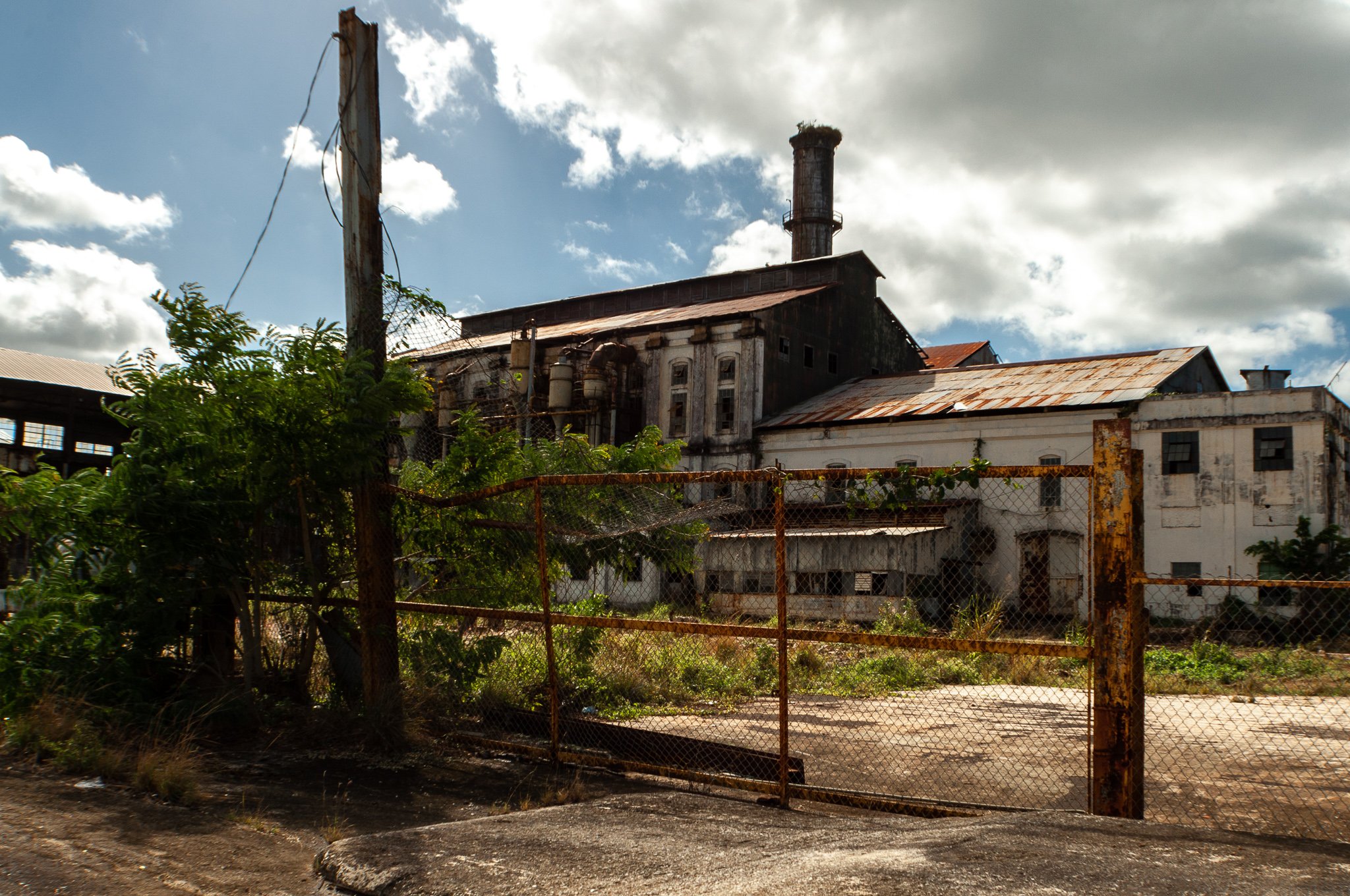 sugar plant 2