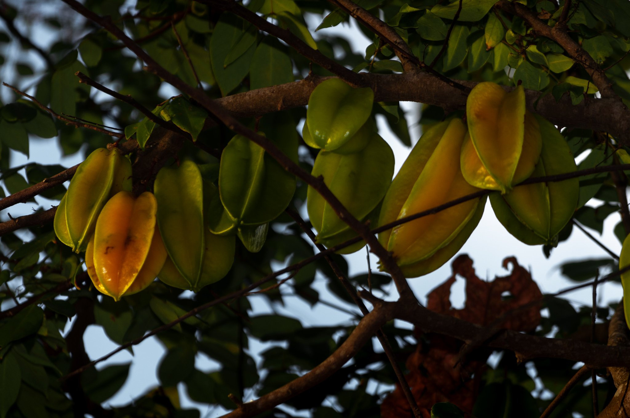 Wild star fruit in Rincon, Puerto.