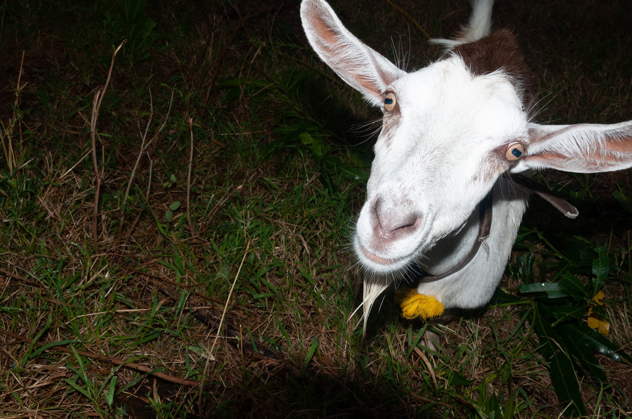Hello Goat
