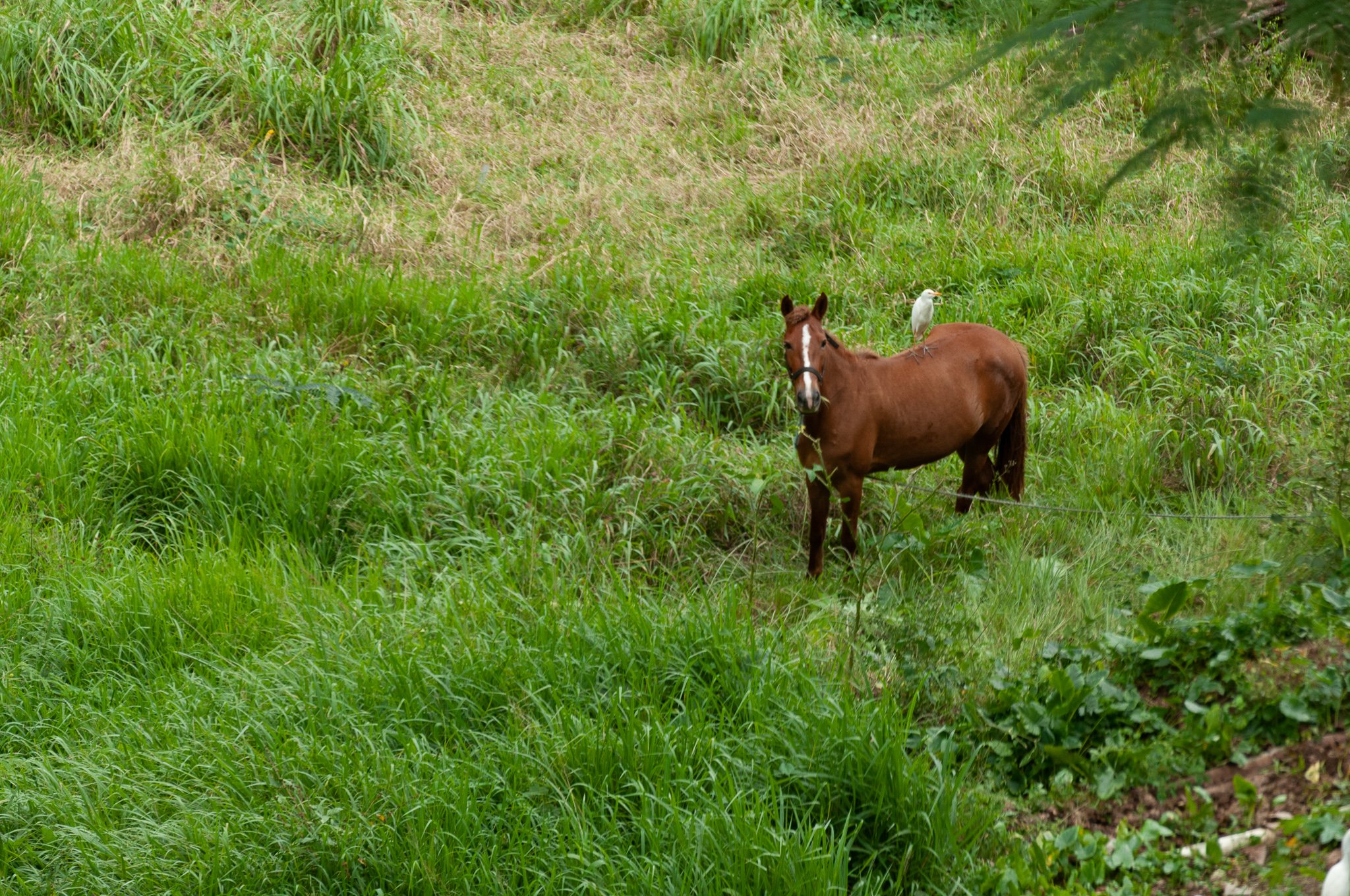 bird on horse