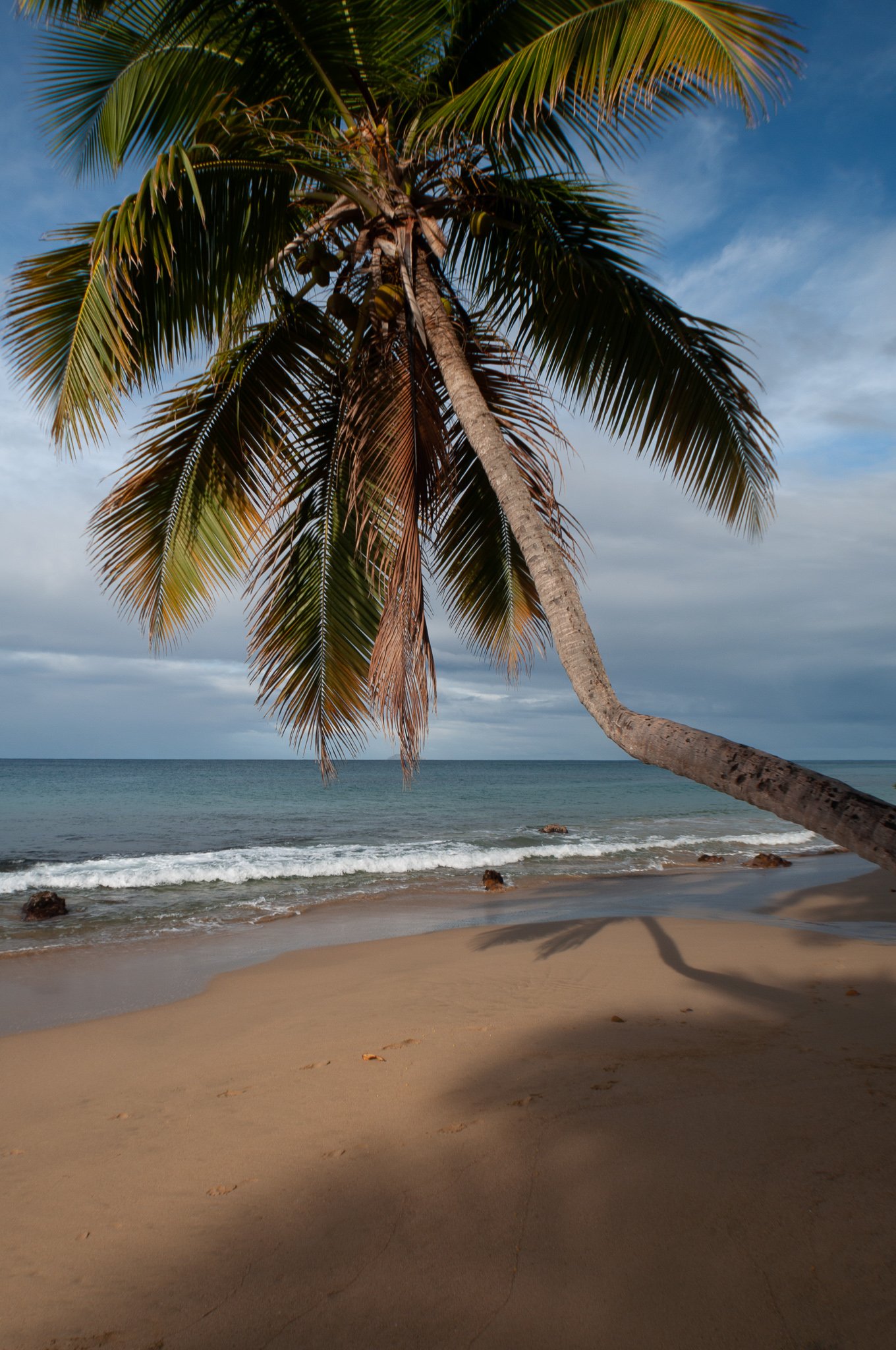 Bent Palm in Rincon, Puerto Rico