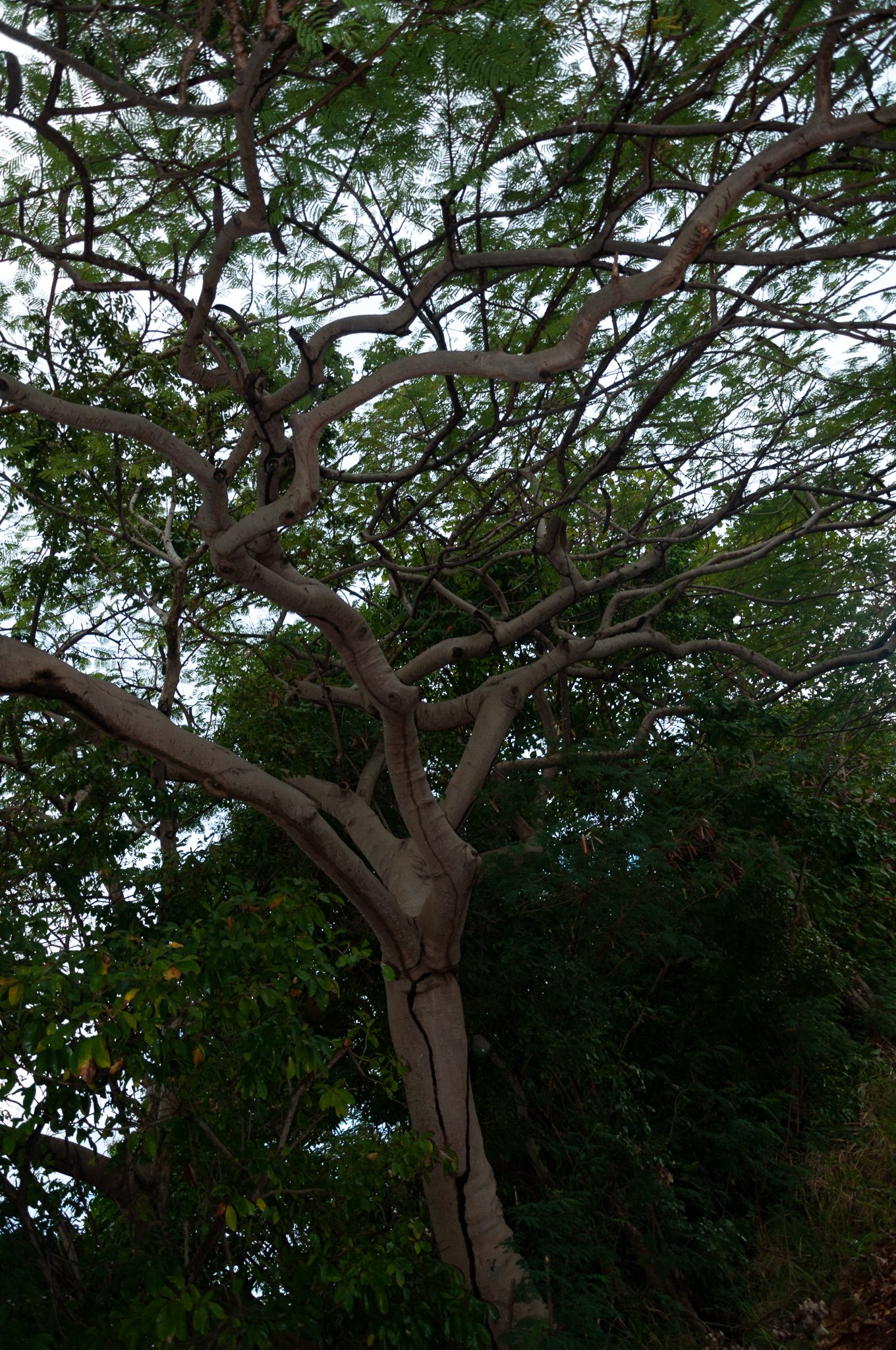interesting tree