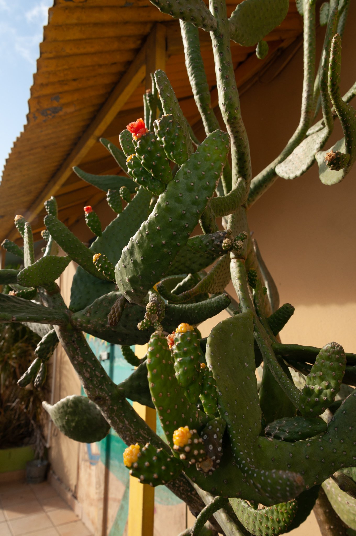 Flowering plant