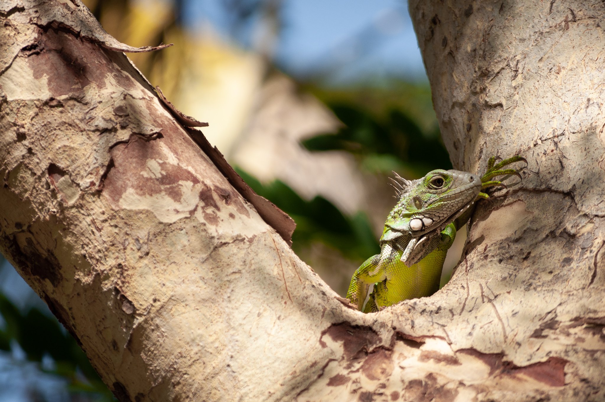 Hello Lizard