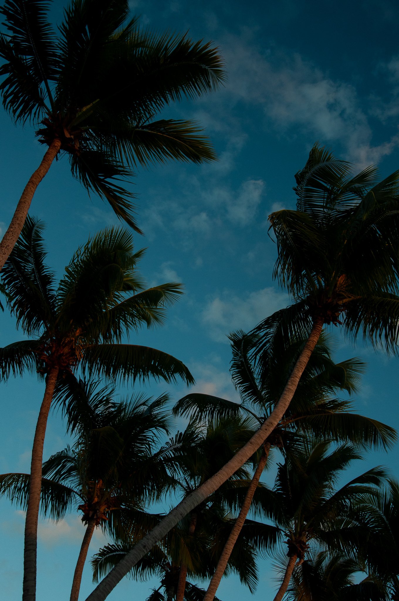 Sunset on palms. Rincon, PR