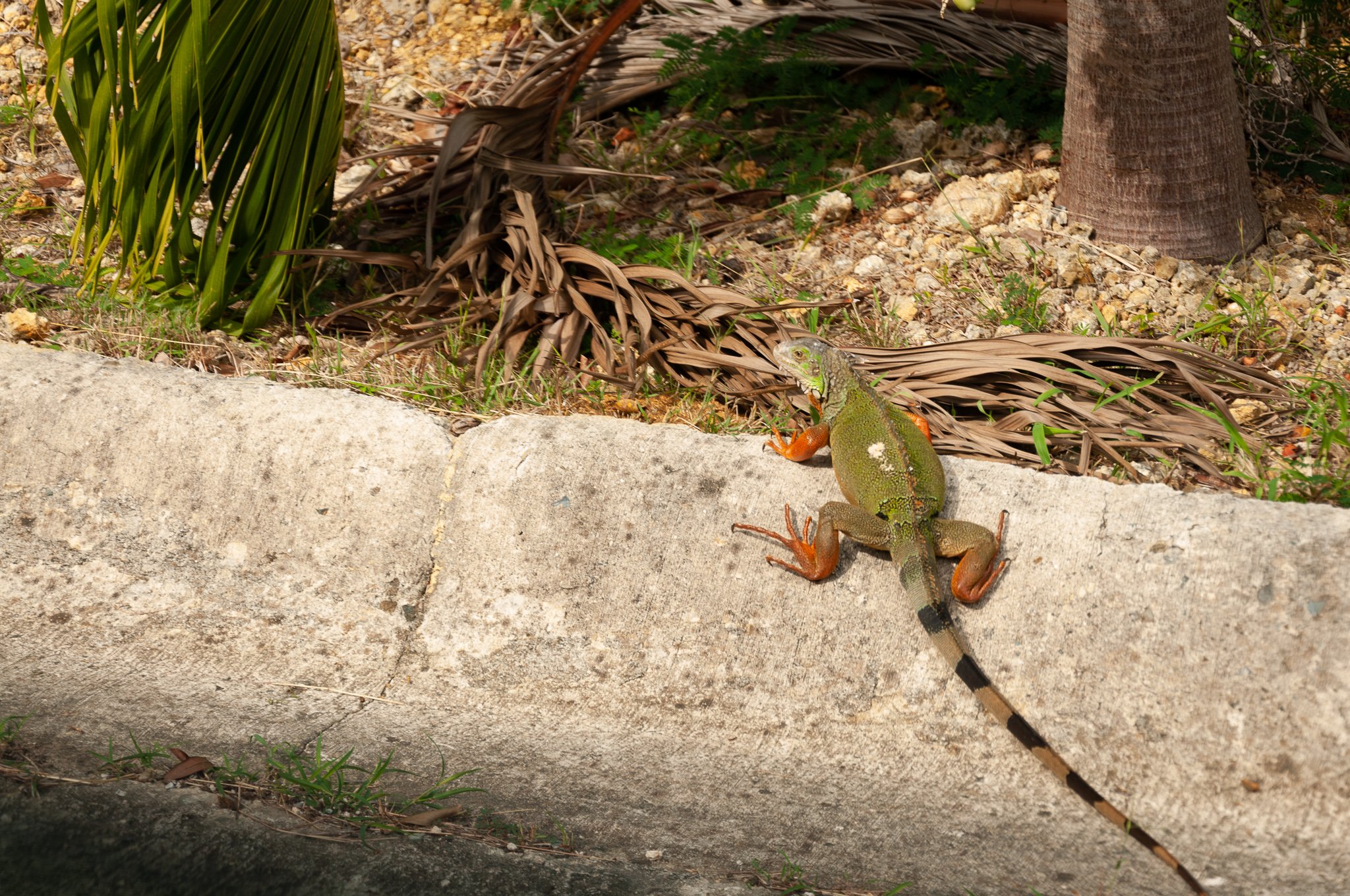 Iguanas
