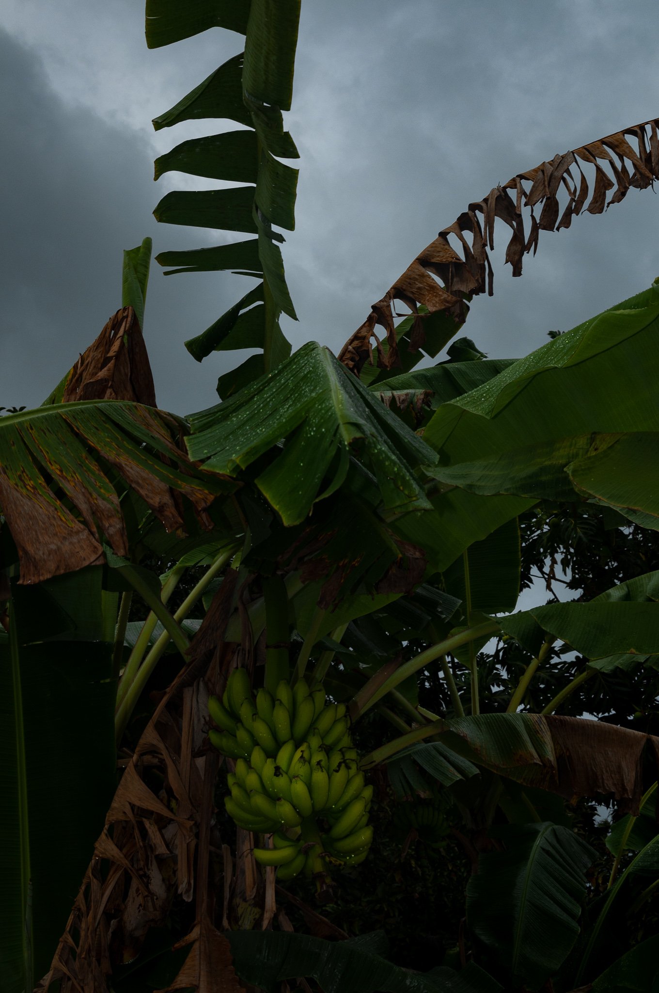 Banana tree