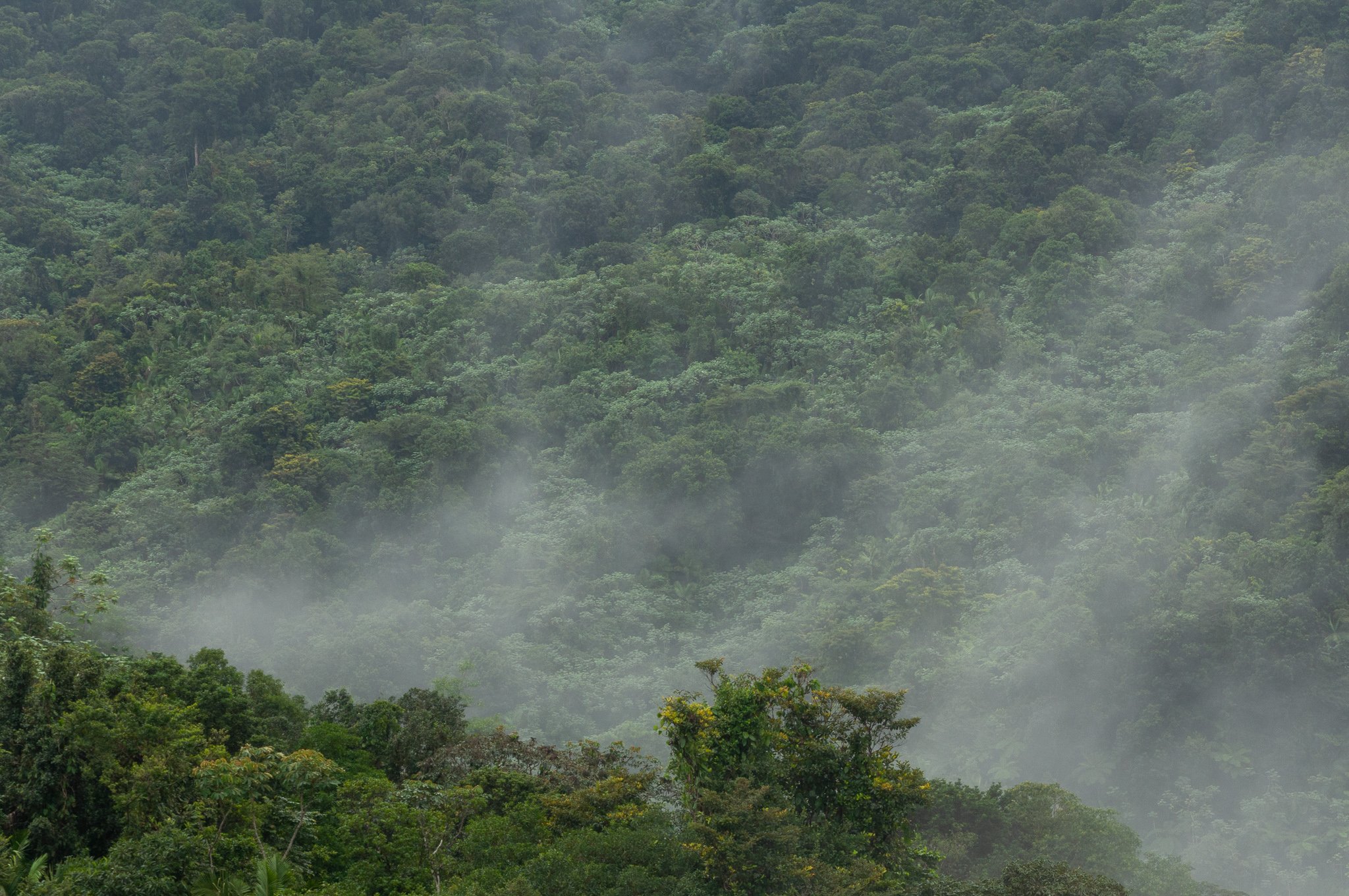 On top of th eEl Yunque tower.