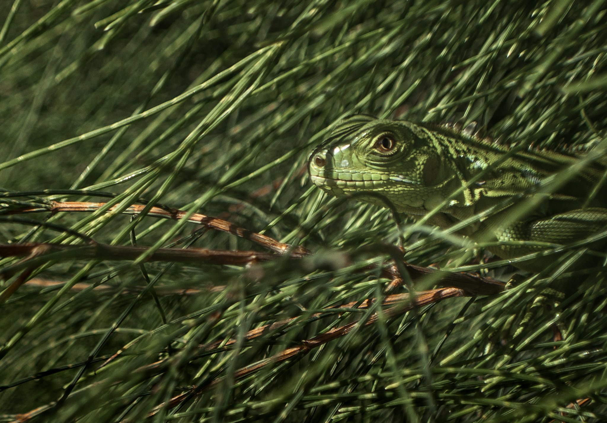 camo_lizard_aguadilla.jpg