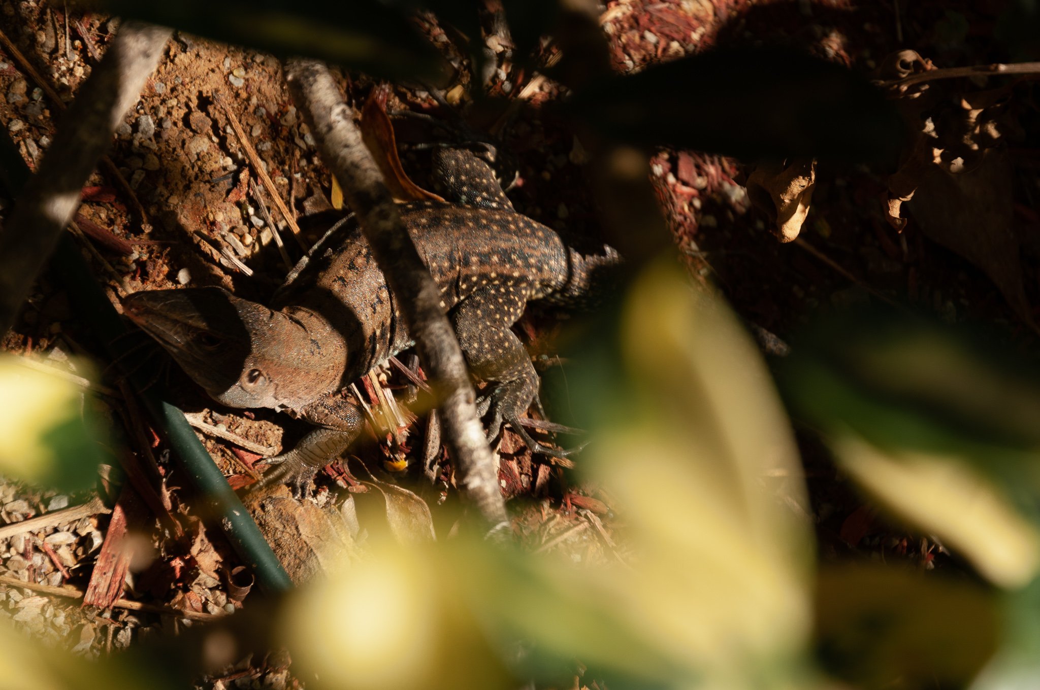 Lizard