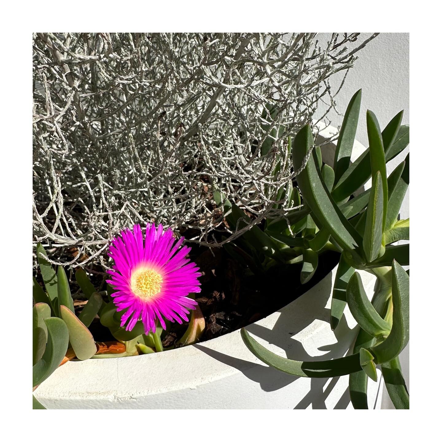 Loving my flowering Karkalla (Carpobrotus rossii) by my front door 💕

I&rsquo;ve got this planted in a pot alongside a Leucophyta brownii / Cushion Bush and they&rsquo;re both doing really well in the hot arvo sun ☀️ 

So lovely to have plants to we