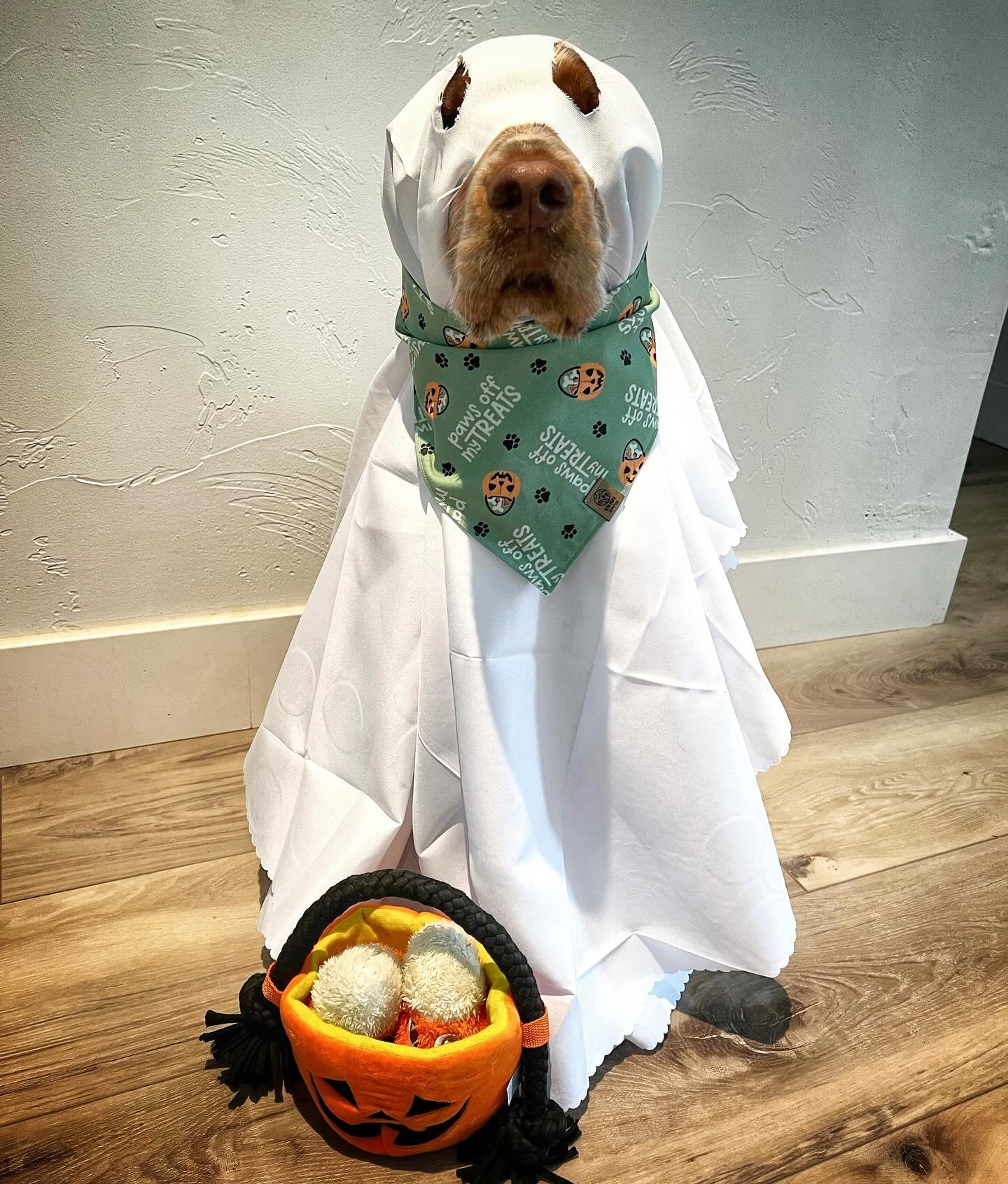 👻👻Scout haunting the halls this #Howloween 👻👻

Wanting to wish all of our pack a wonderful and safe Halloween!! Hope you find some doggie treats while you play some tricks!