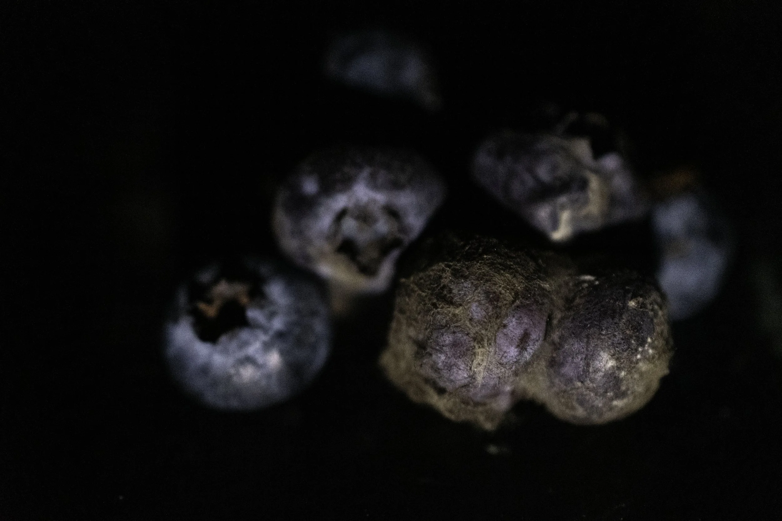 BLUEBERRIES 2.jpg
