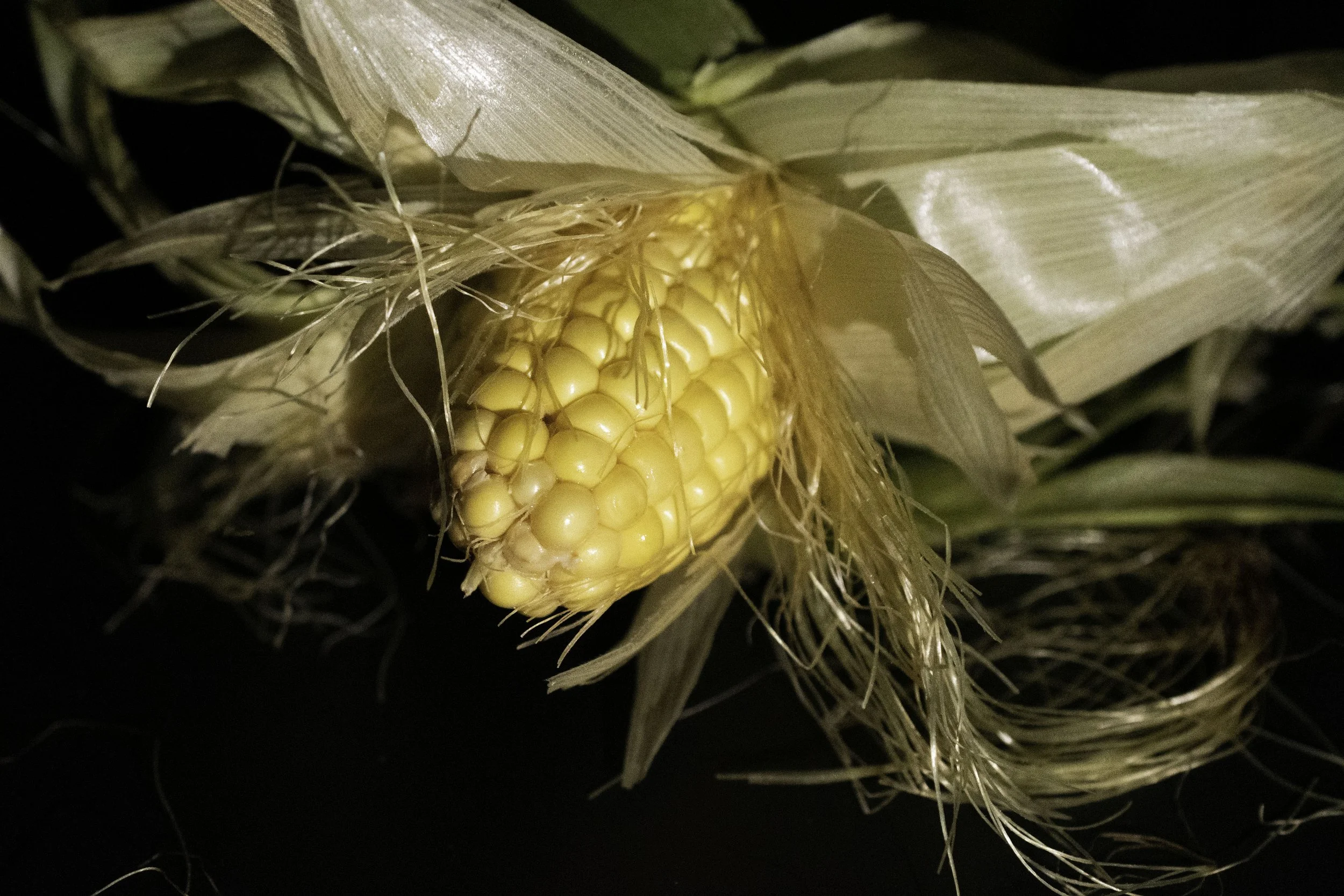 CORN 1.jpg