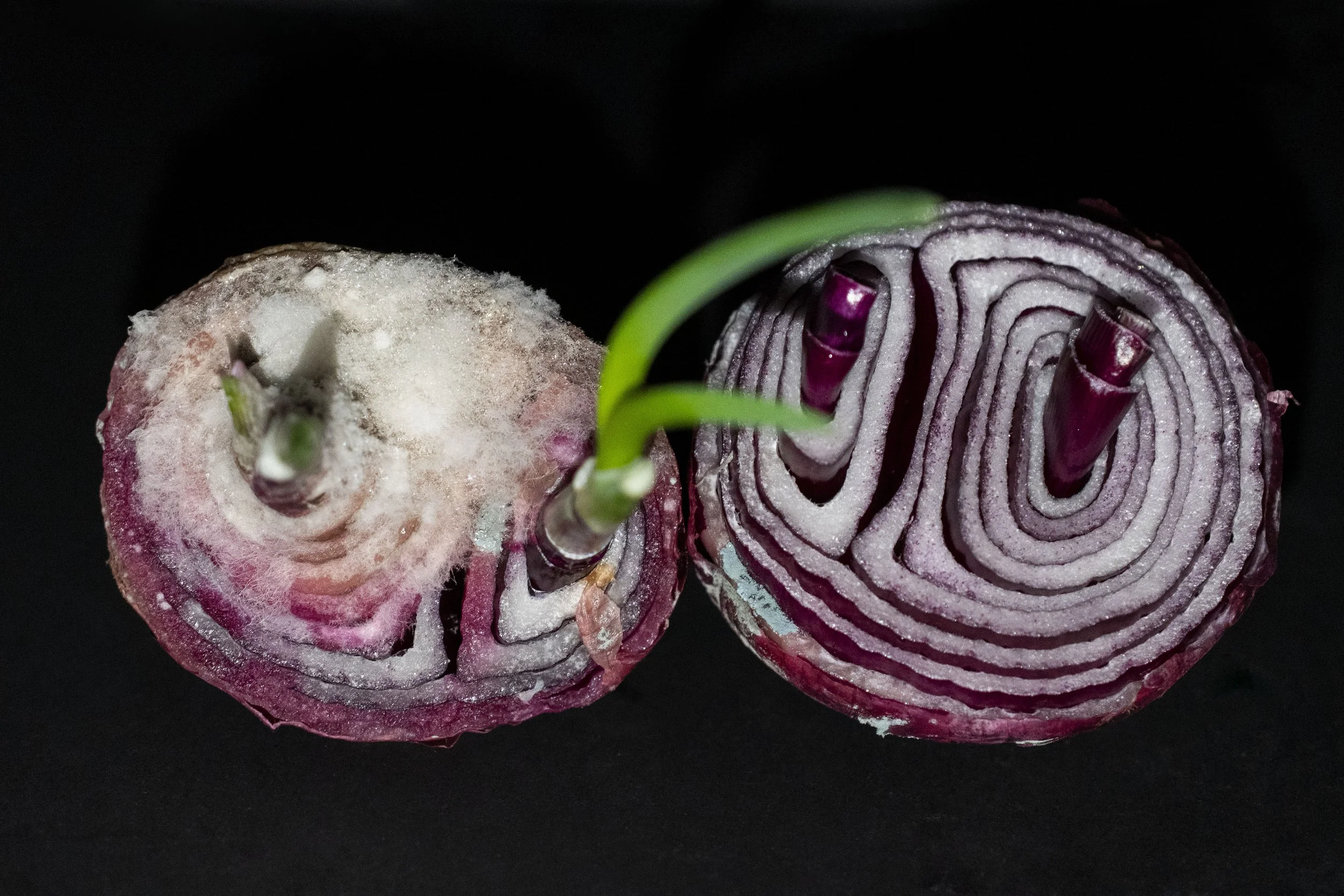 PURPLE ONION 2.jpg