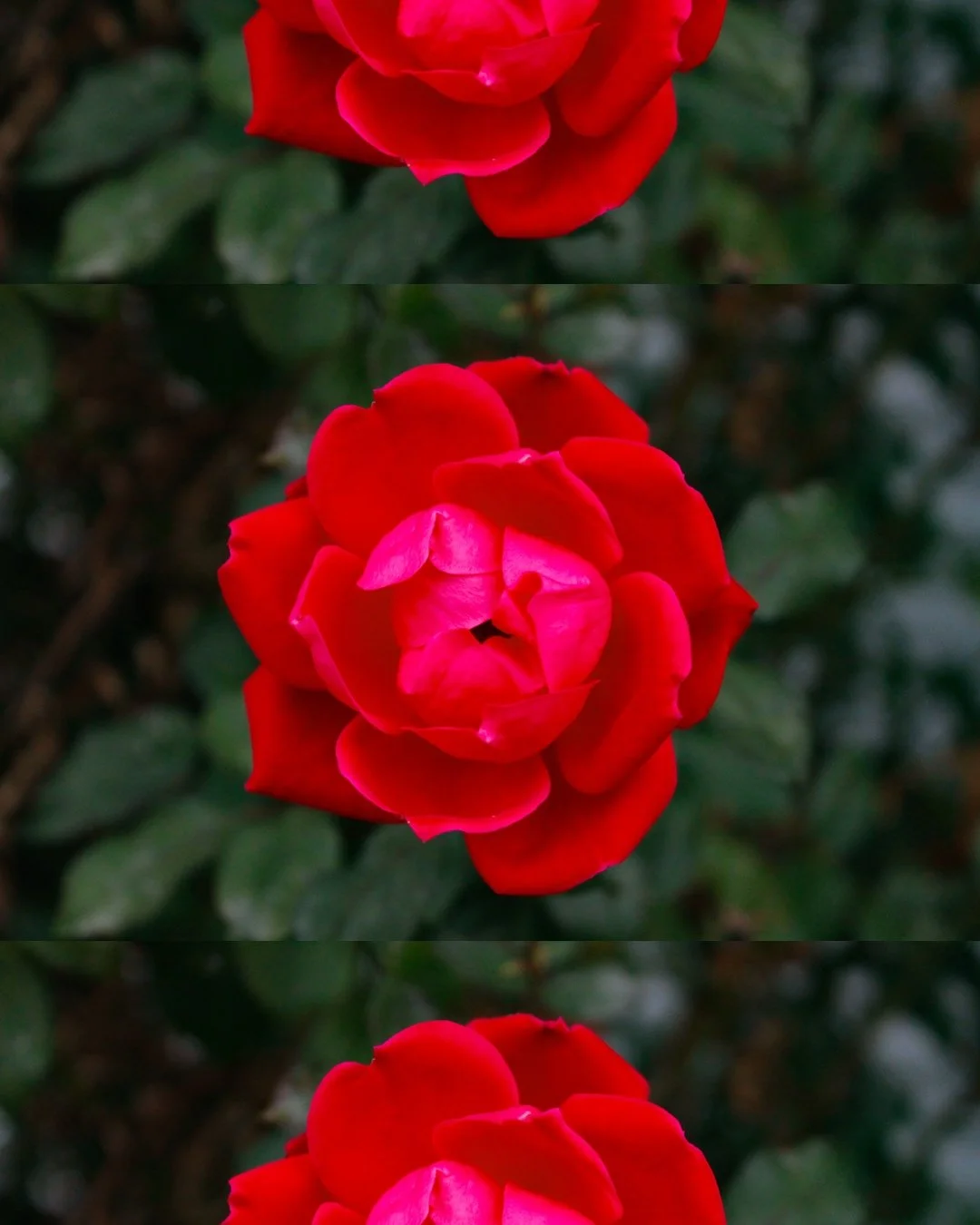 Crimson Whisper II