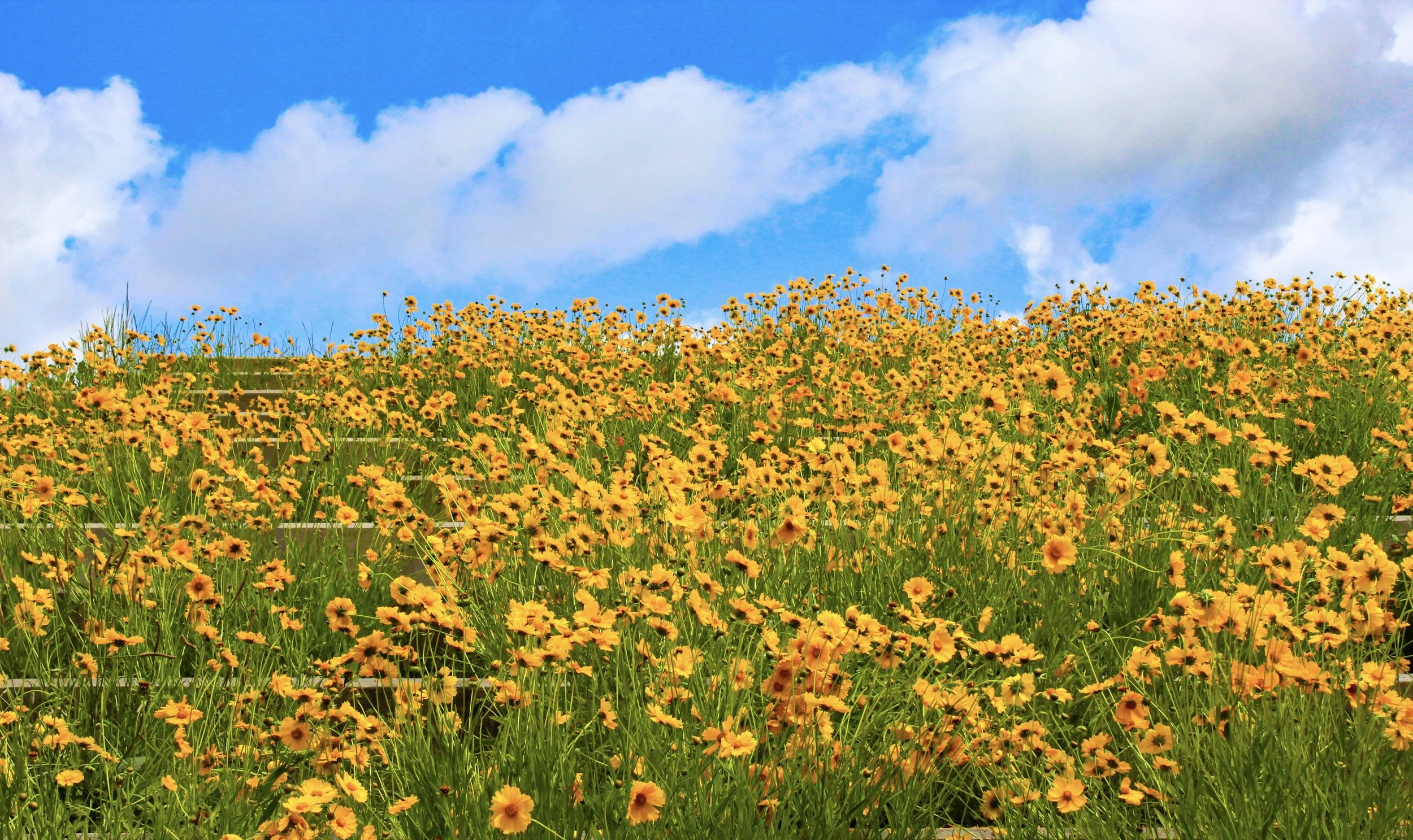 Spring Yellow
