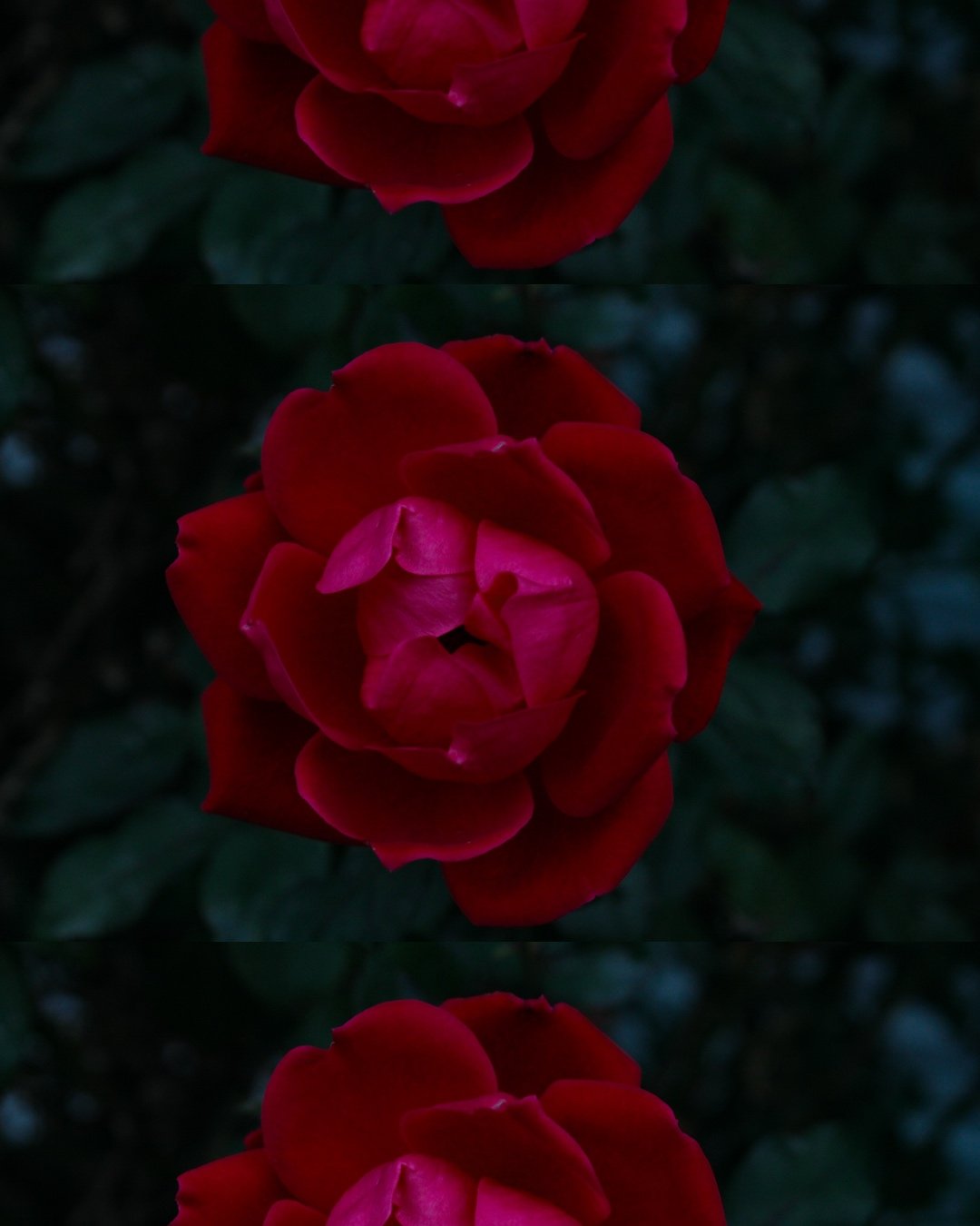 Crimson Whisper I